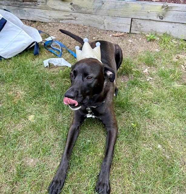 Support for Murphy in Lieu of Euthanasia campaign photo, 5 of 8