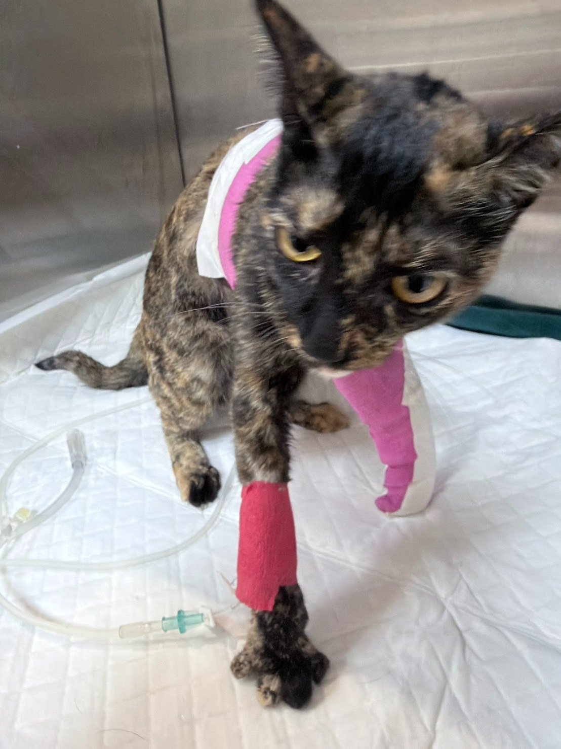 Support Nori’s Surgery After Her Accident campaign photo, 7 of 8