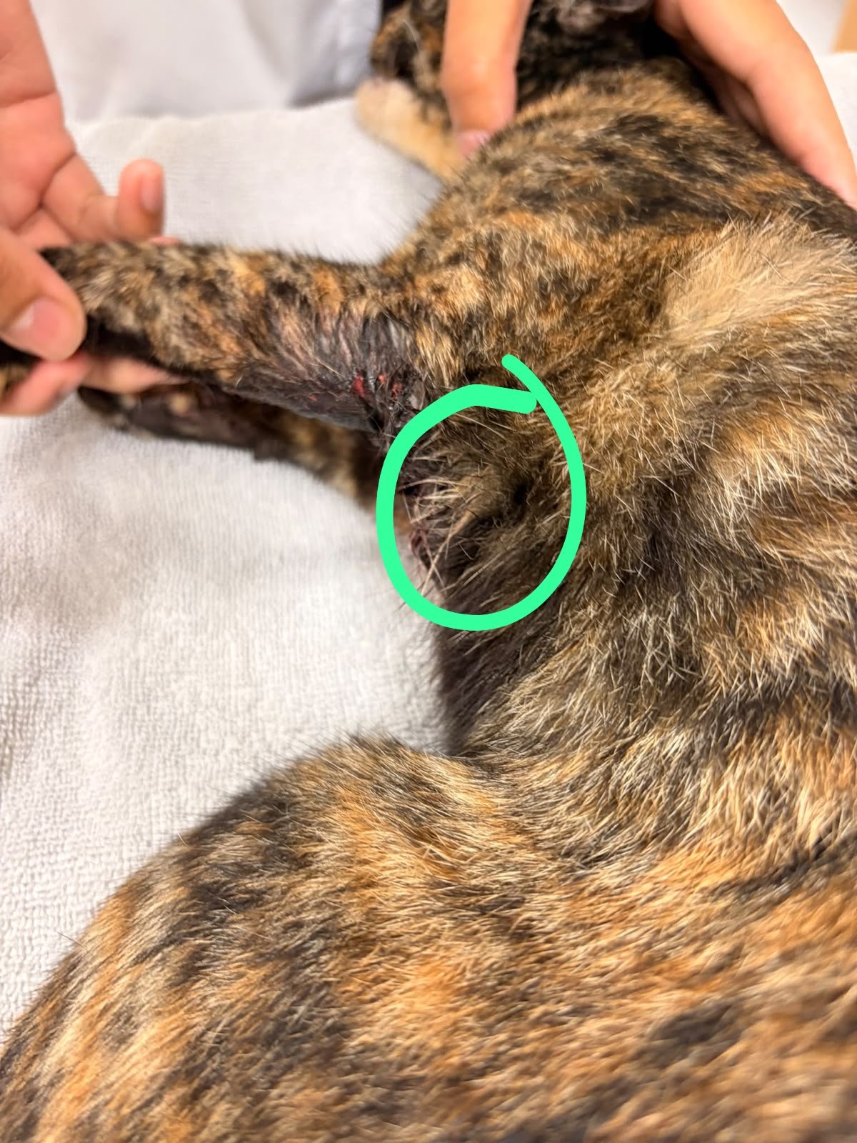 Support Nori’s Surgery After Her Accident campaign photo, 4 of 8