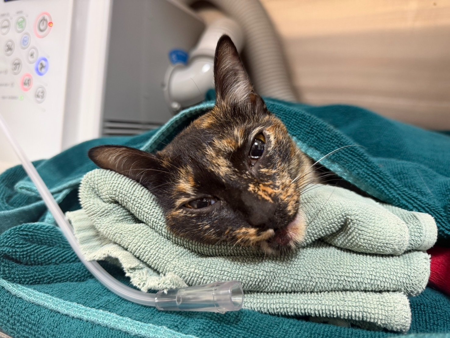 Support Nori’s Surgery After Her Accident campaign photo, 6 of 8