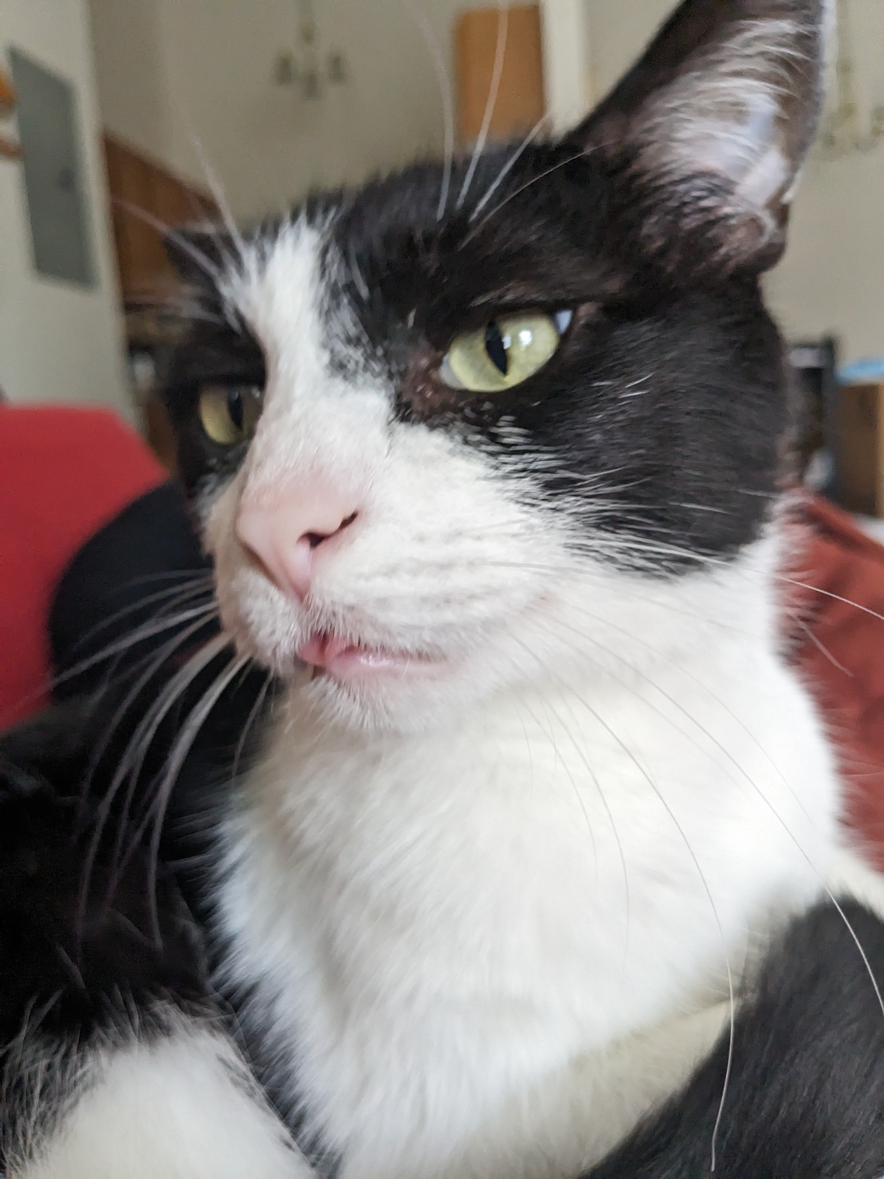 Support Smink's Emergency Vet Care campaign photo, 7 of 8