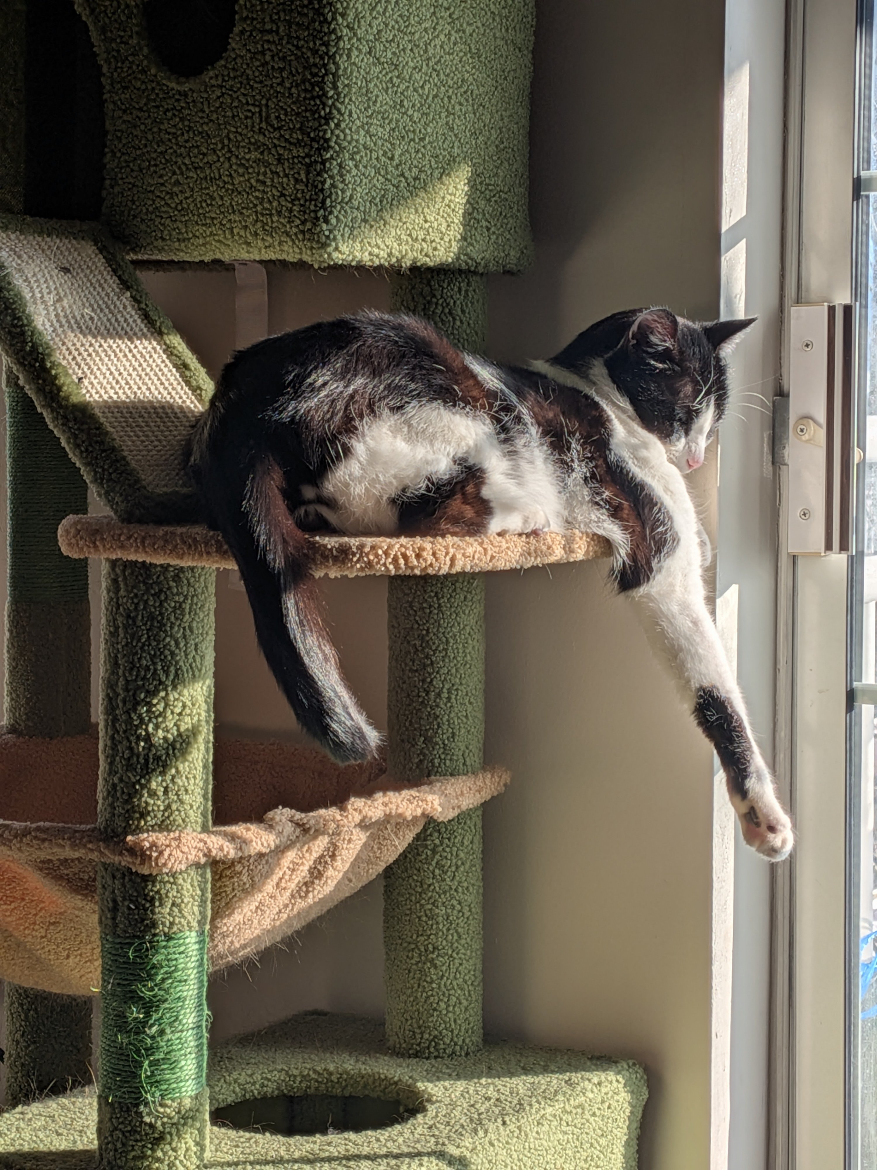 Support Smink's Emergency Vet Care campaign photo, 5 of 8