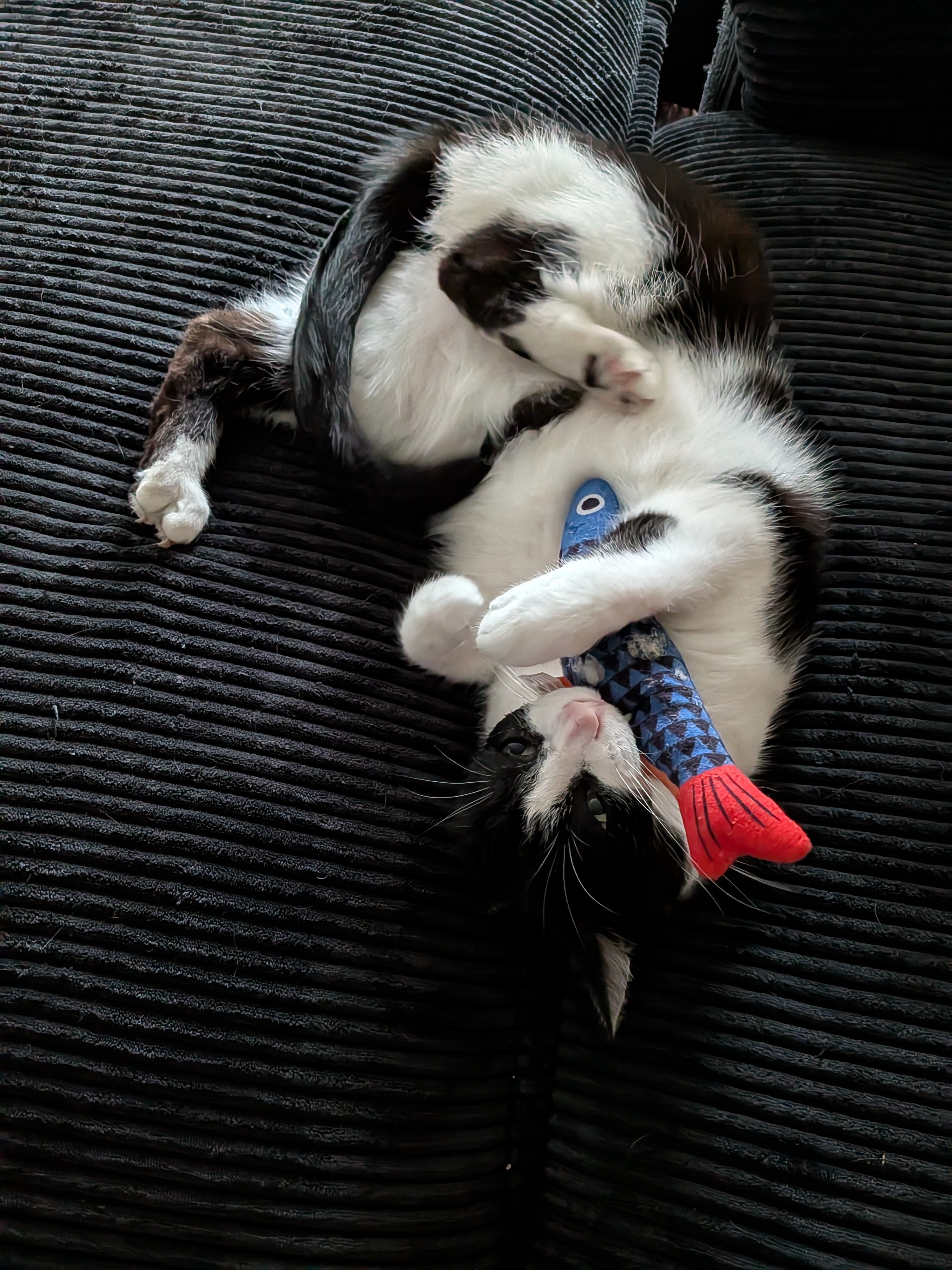 Support Smink's Emergency Vet Care campaign photo, 6 of 8