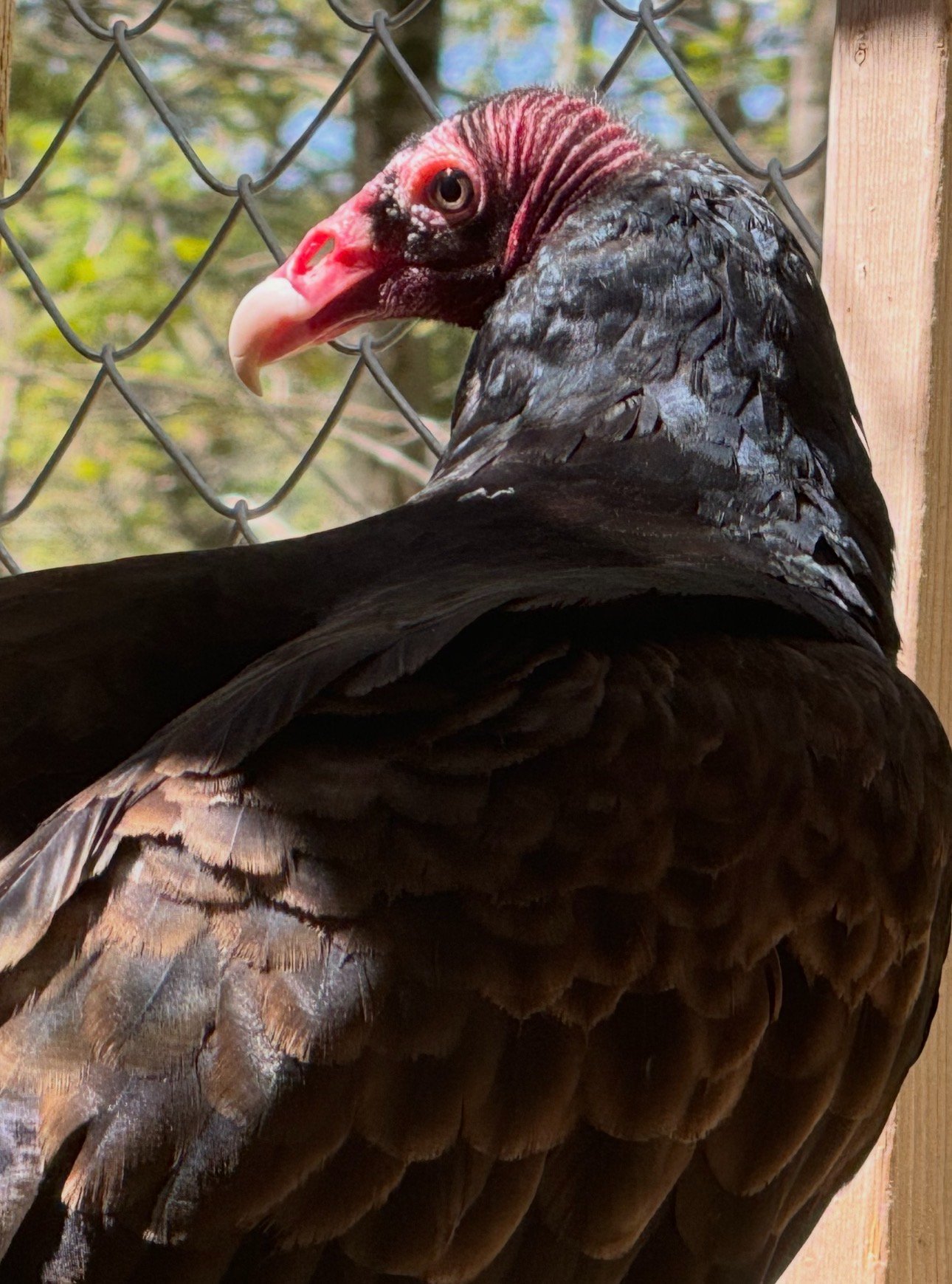 Build the Vulture Viewing Enclosure campaign photo, 4 of 5