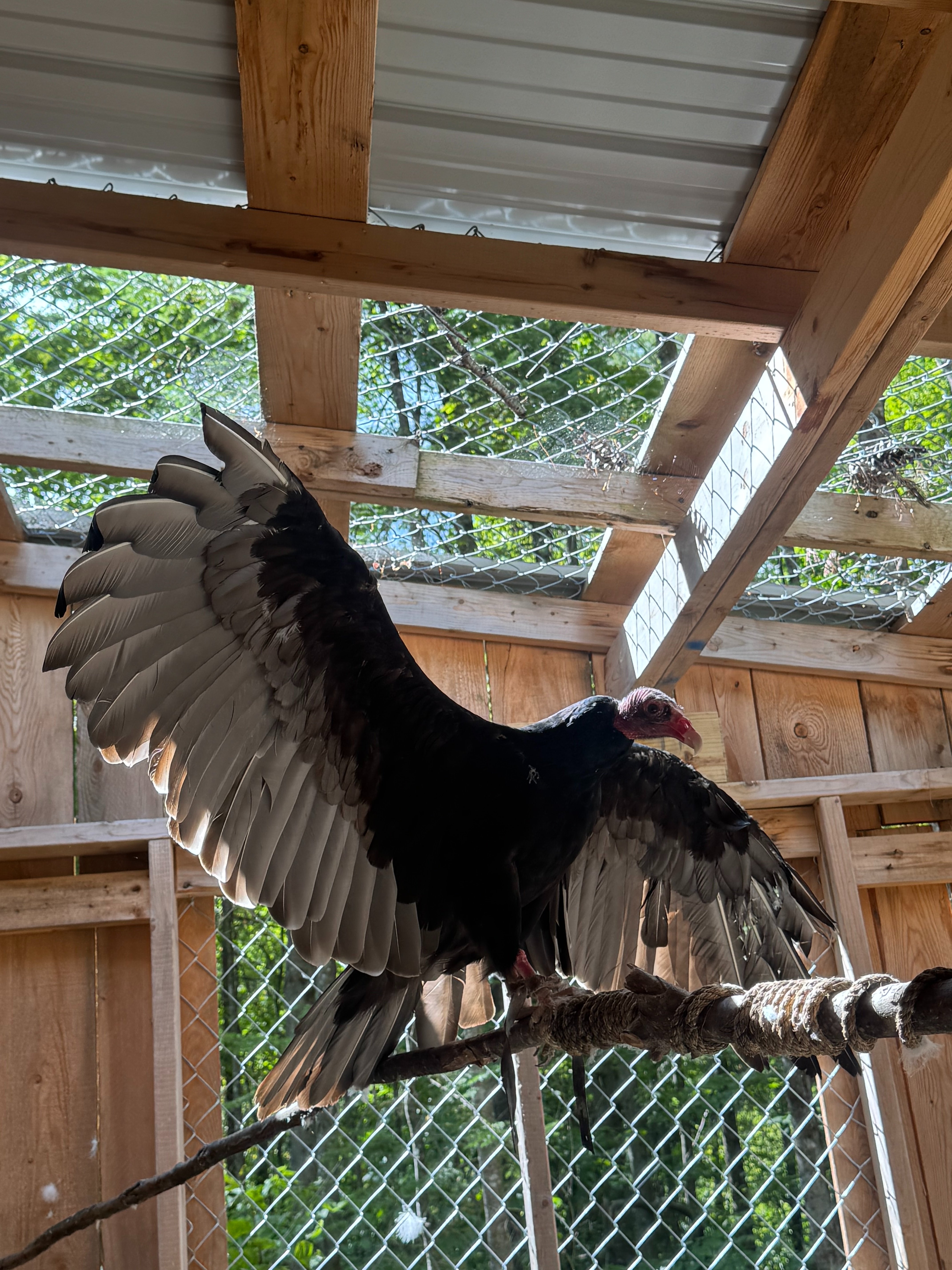 Build the Vulture Viewing Enclosure campaign photo, 2 of 5