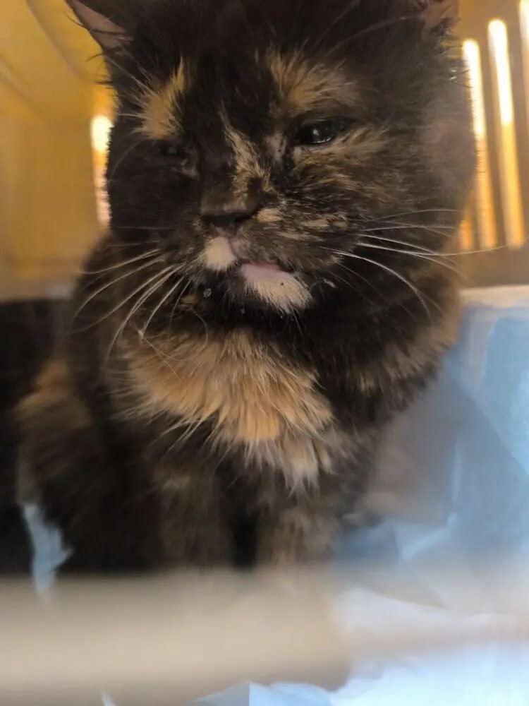 Help Chloe Heal: Surgery and Recovery campaign photo, 6 of 7