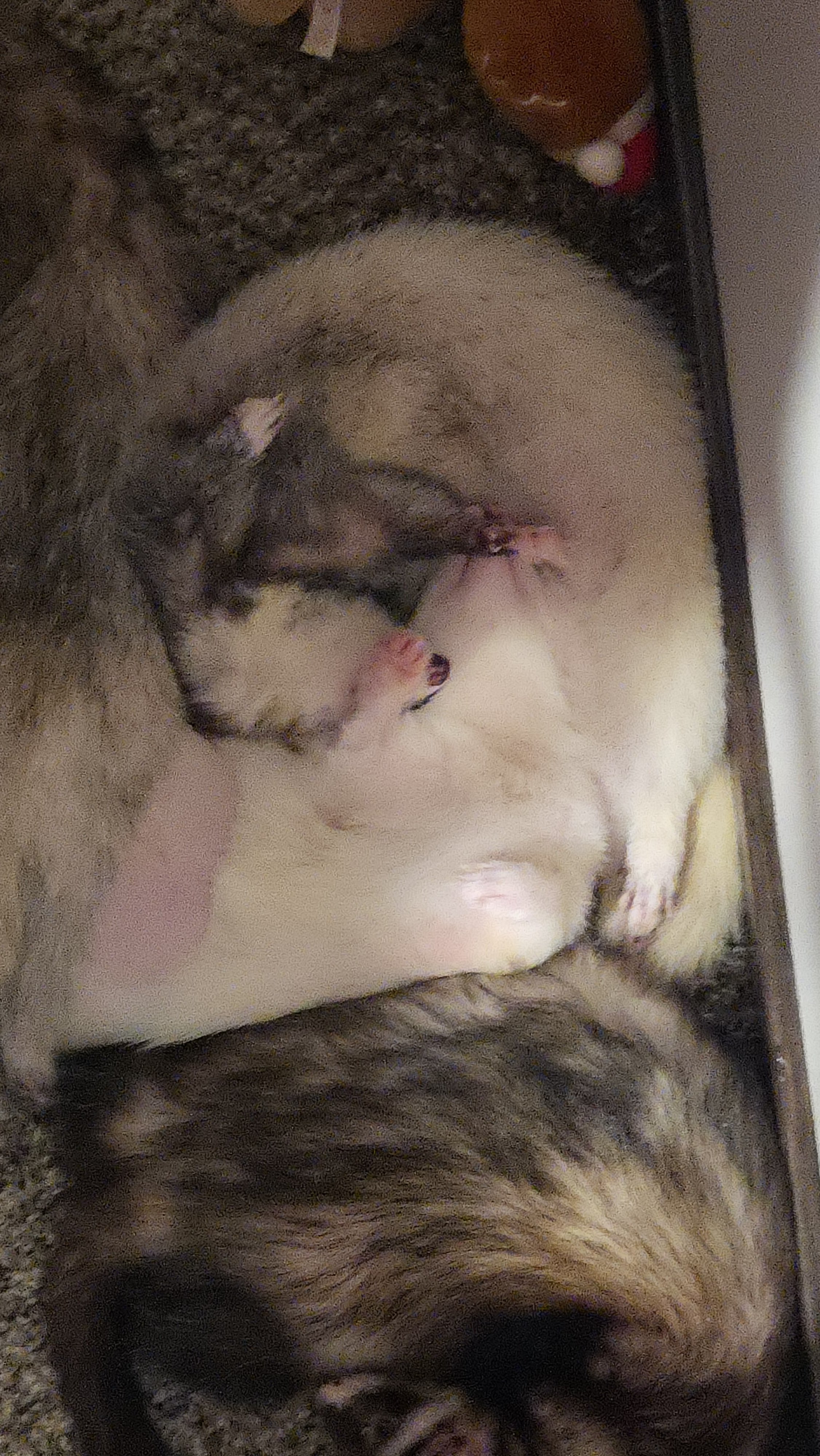 Help My Ferret Sanctuary Through a Medical Crisis campaign photo, 4 of 7