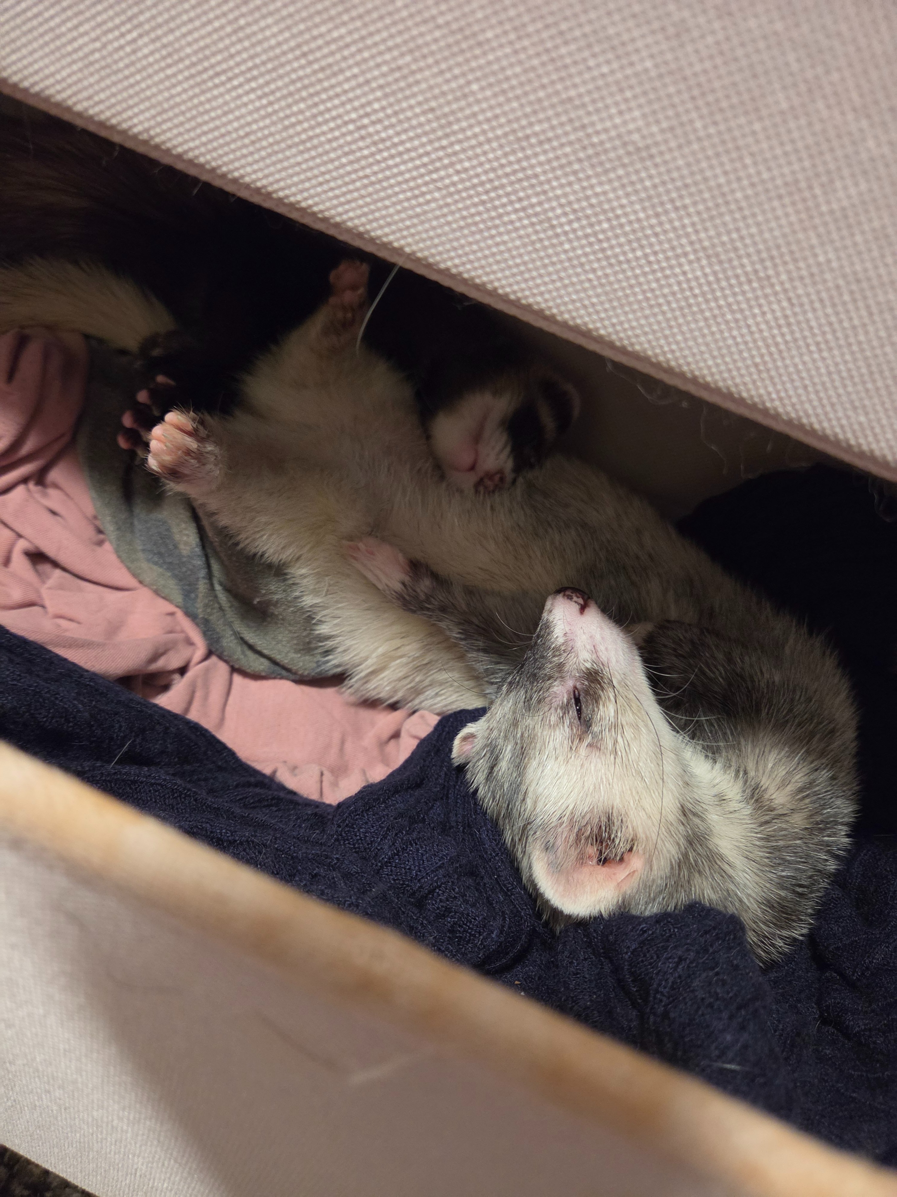 Help My Ferret Sanctuary Through a Medical Crisis campaign photo, 5 of 7