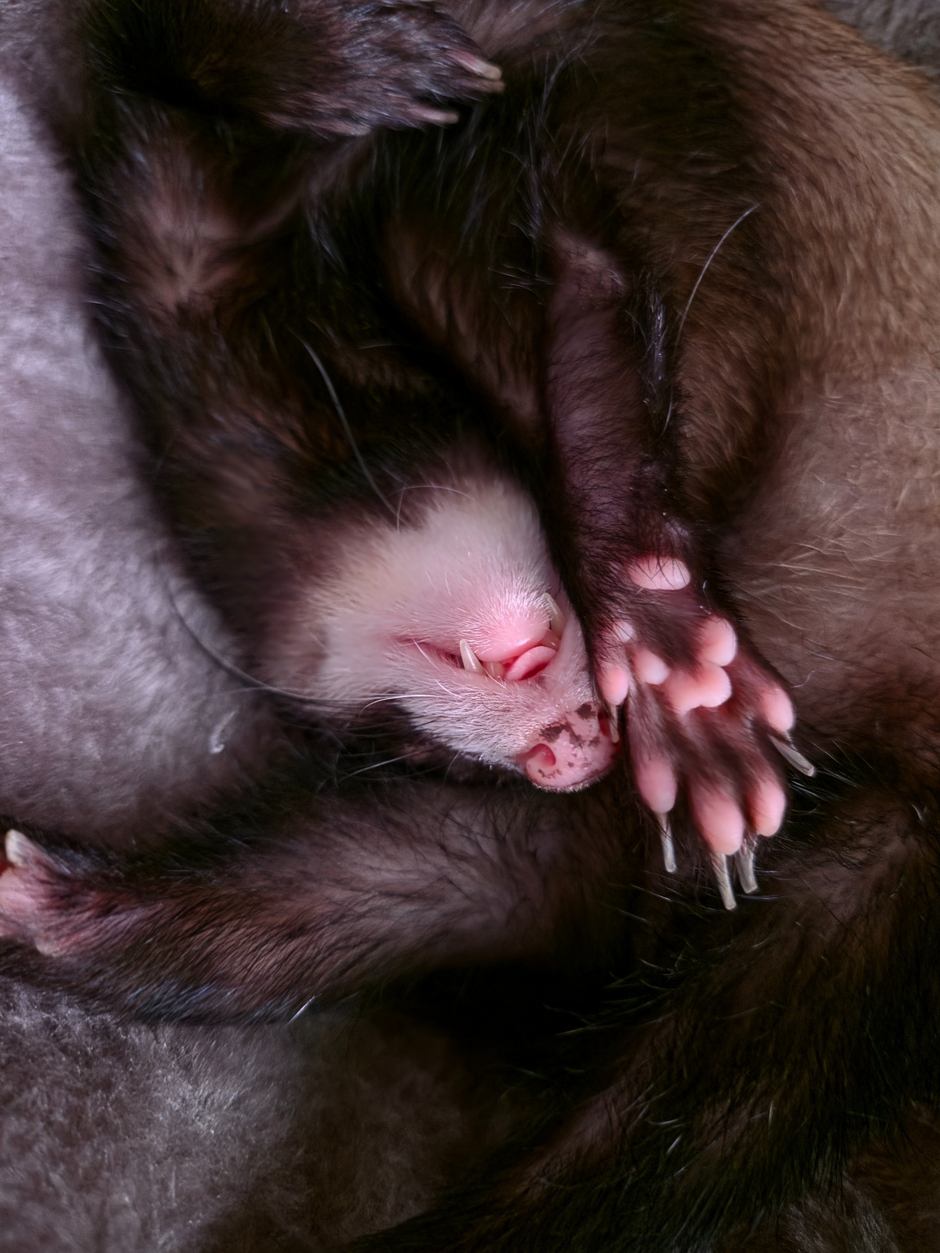 Help My Ferret Sanctuary Through a Medical Crisis campaign photo, 2 of 7