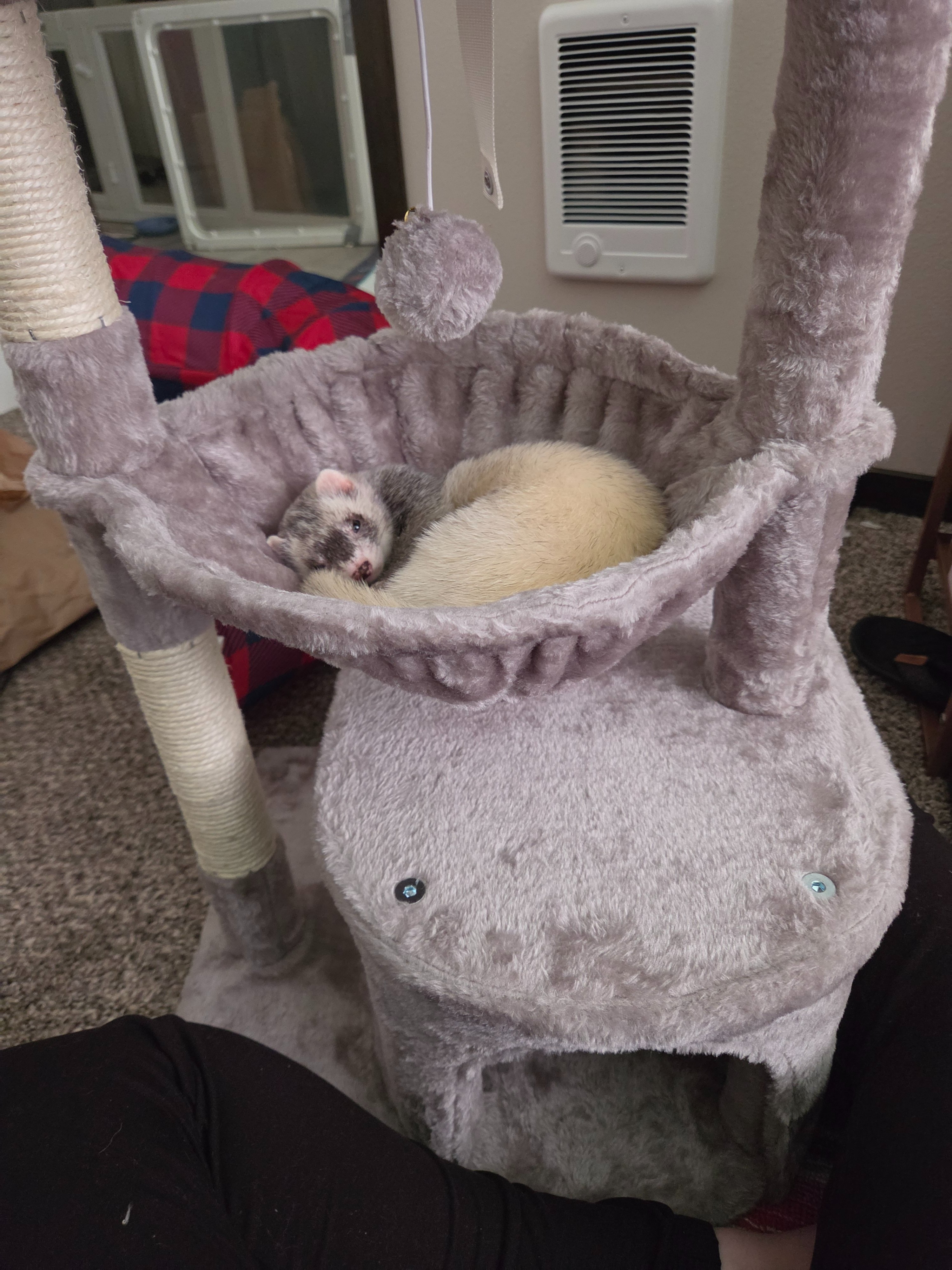 Help My Ferret Sanctuary Through a Medical Crisis campaign photo, 6 of 7