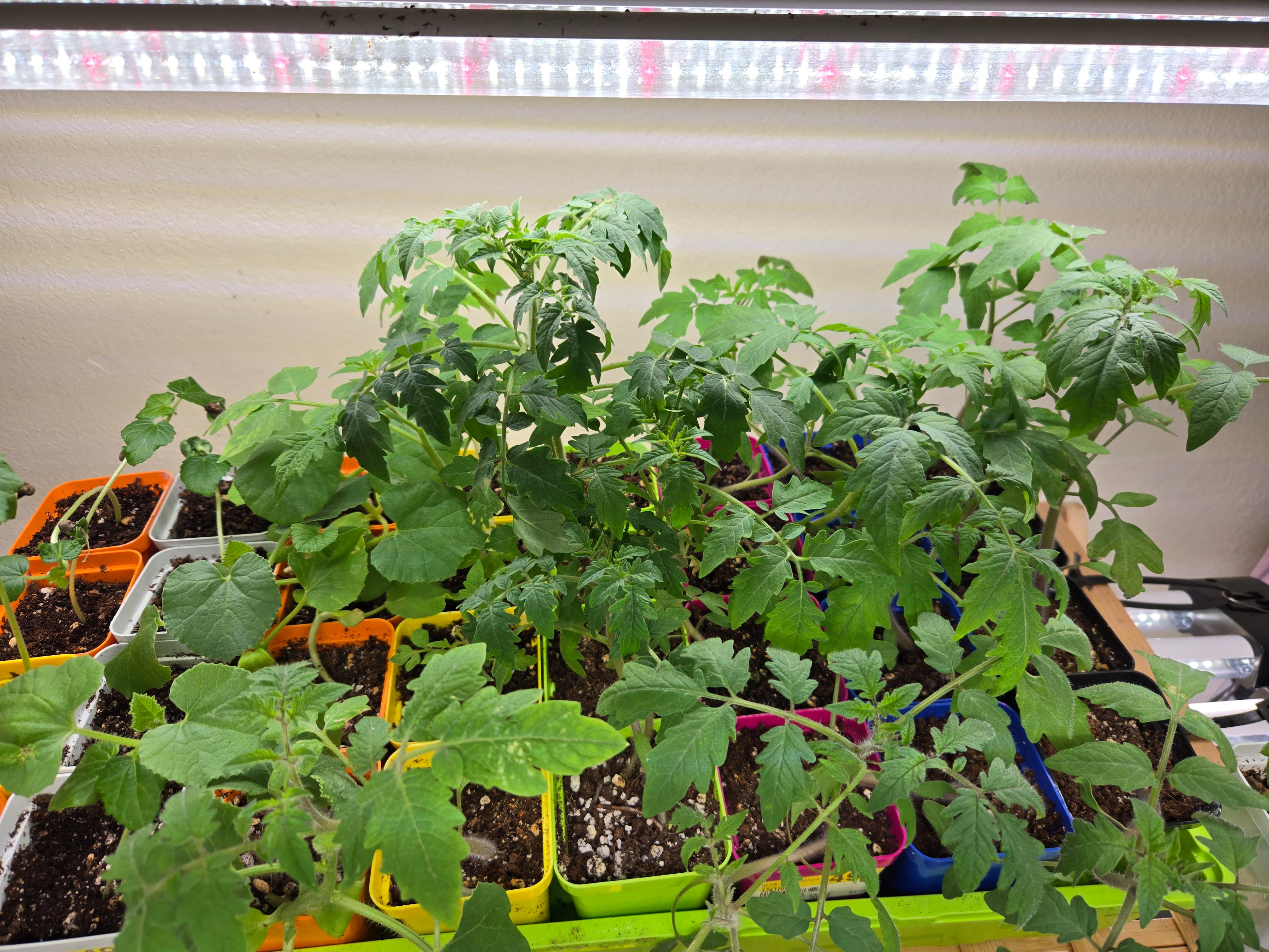 Help Angelica Start a Community Garden in Las Vegas campaign photo, 7 of 8