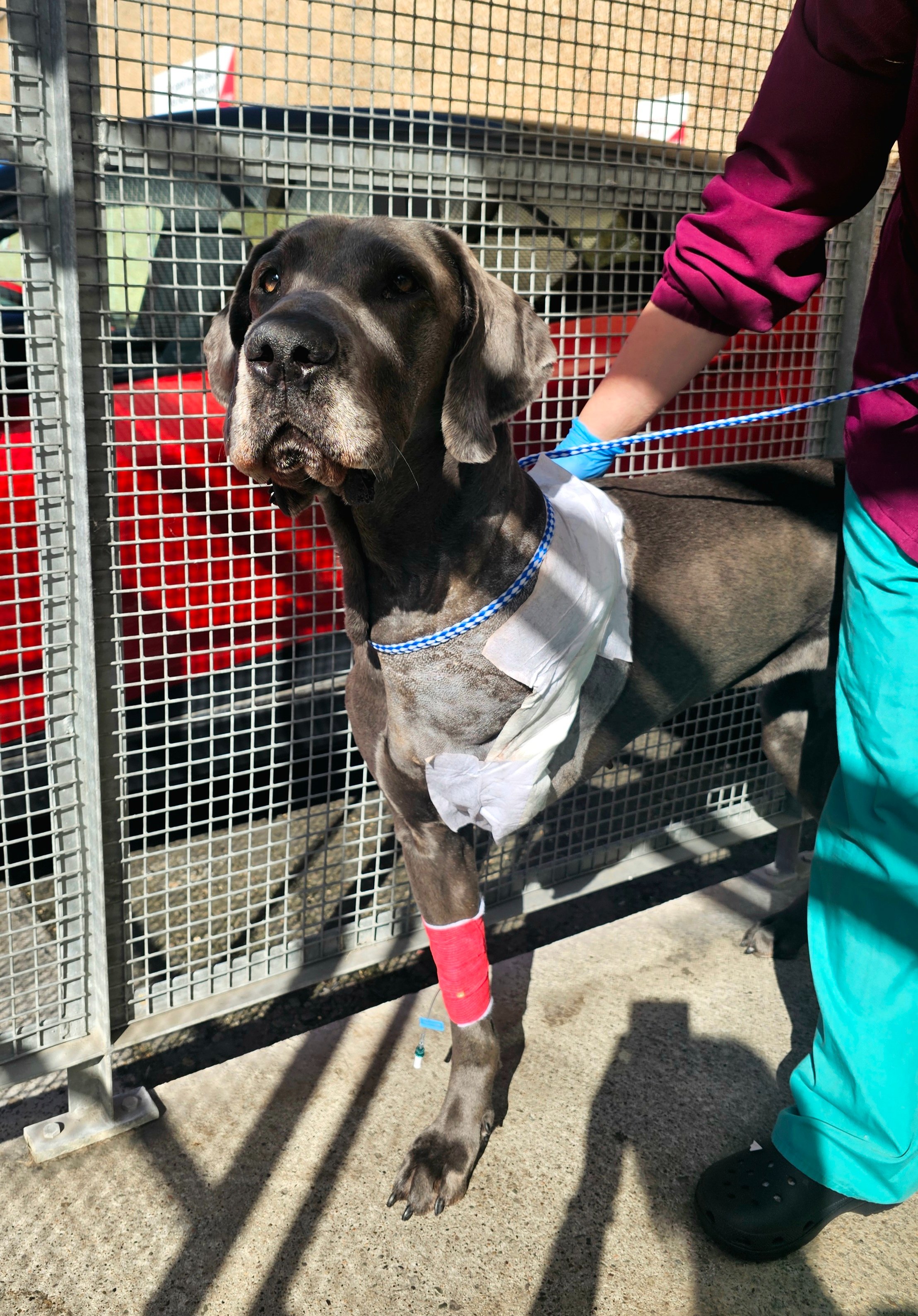 Lilly’s Fight: Help a One-of-a-Kind Great Dane Fight Cancer campaign photo, 7 of 8