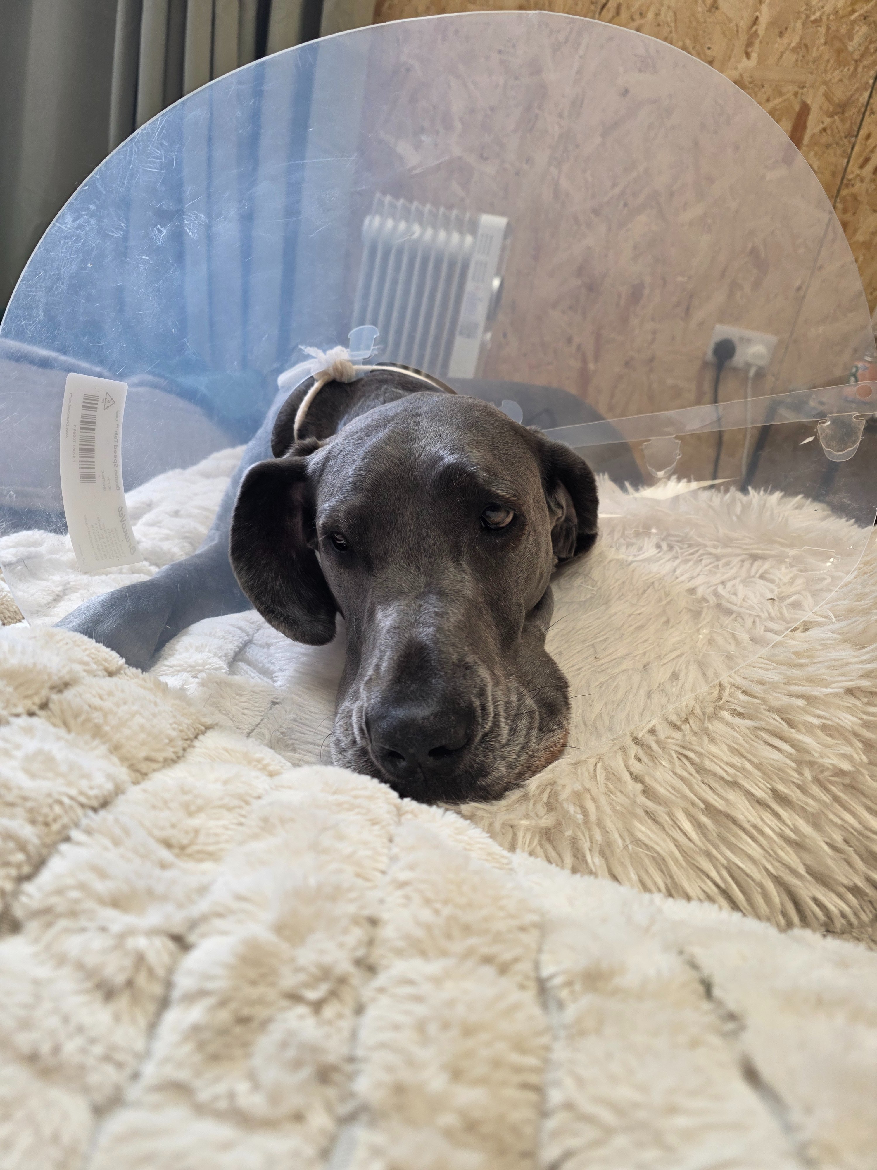 Lilly’s Fight: Help a One-of-a-Kind Great Dane Fight Cancer campaign photo, 2 of 8