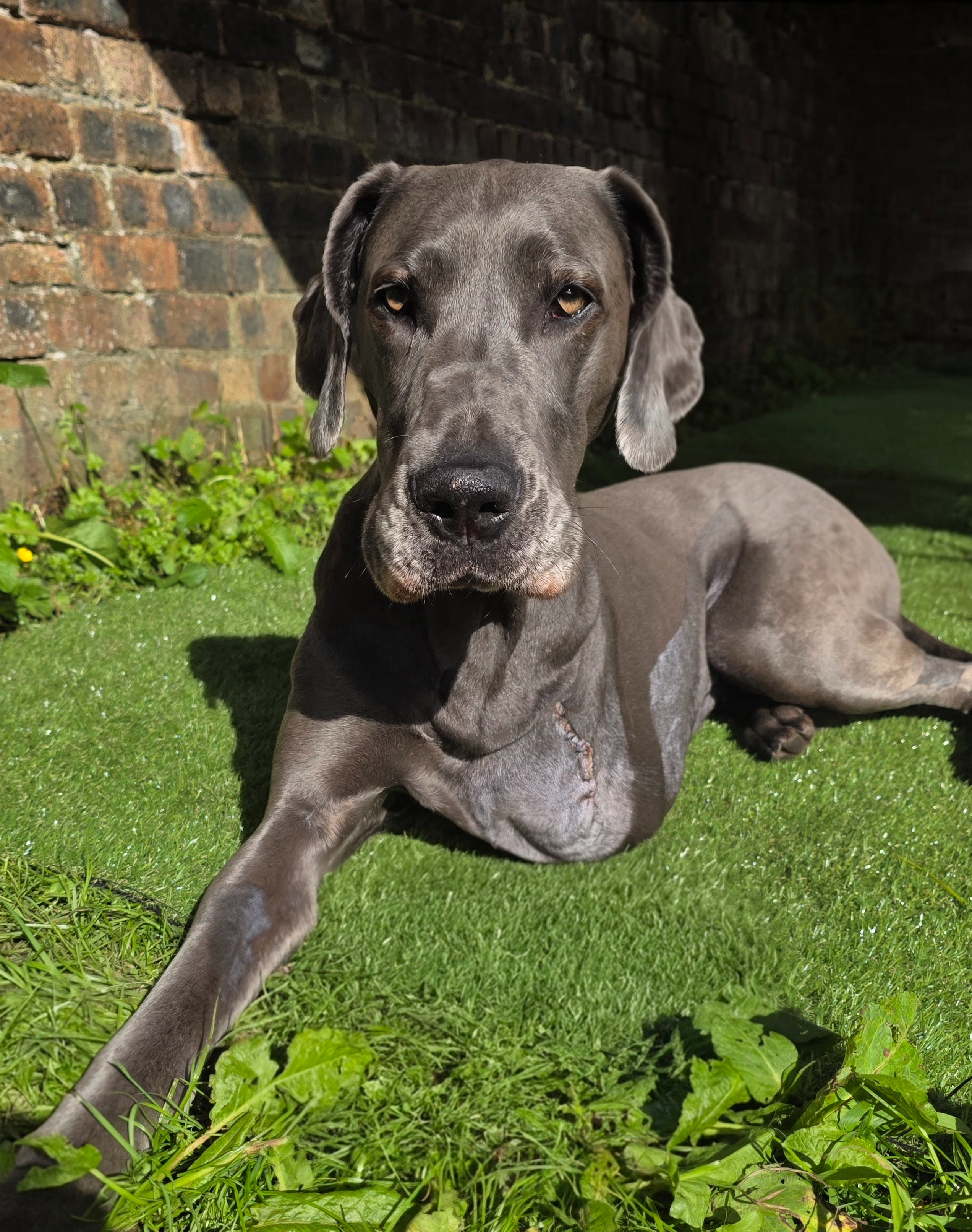 Lilly’s Fight: Help a One-of-a-Kind Great Dane Fight Cancer campaign photo, 4 of 8