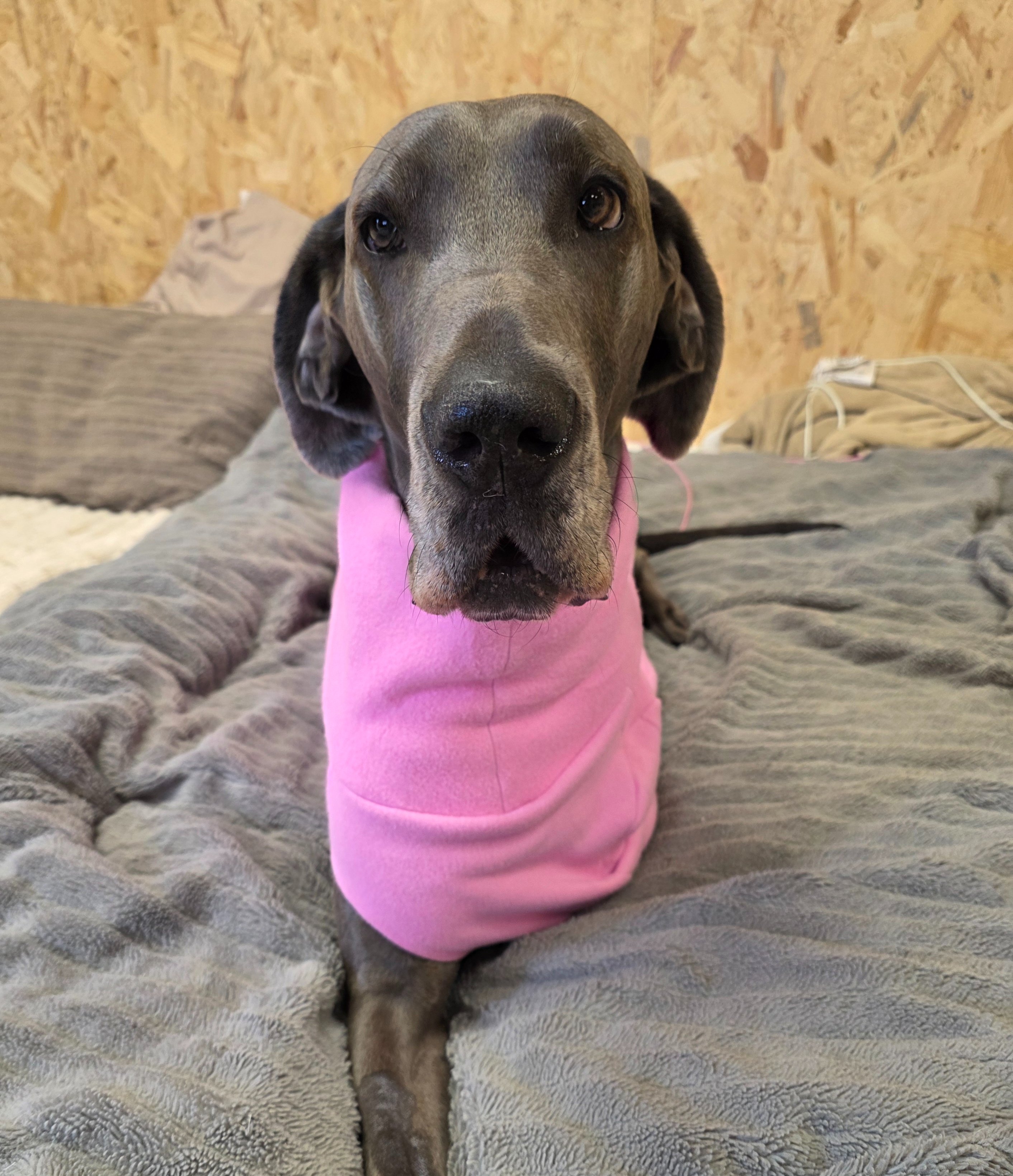 Lilly’s Fight: Help a One-of-a-Kind Great Dane Fight Cancer campaign photo, 5 of 8
