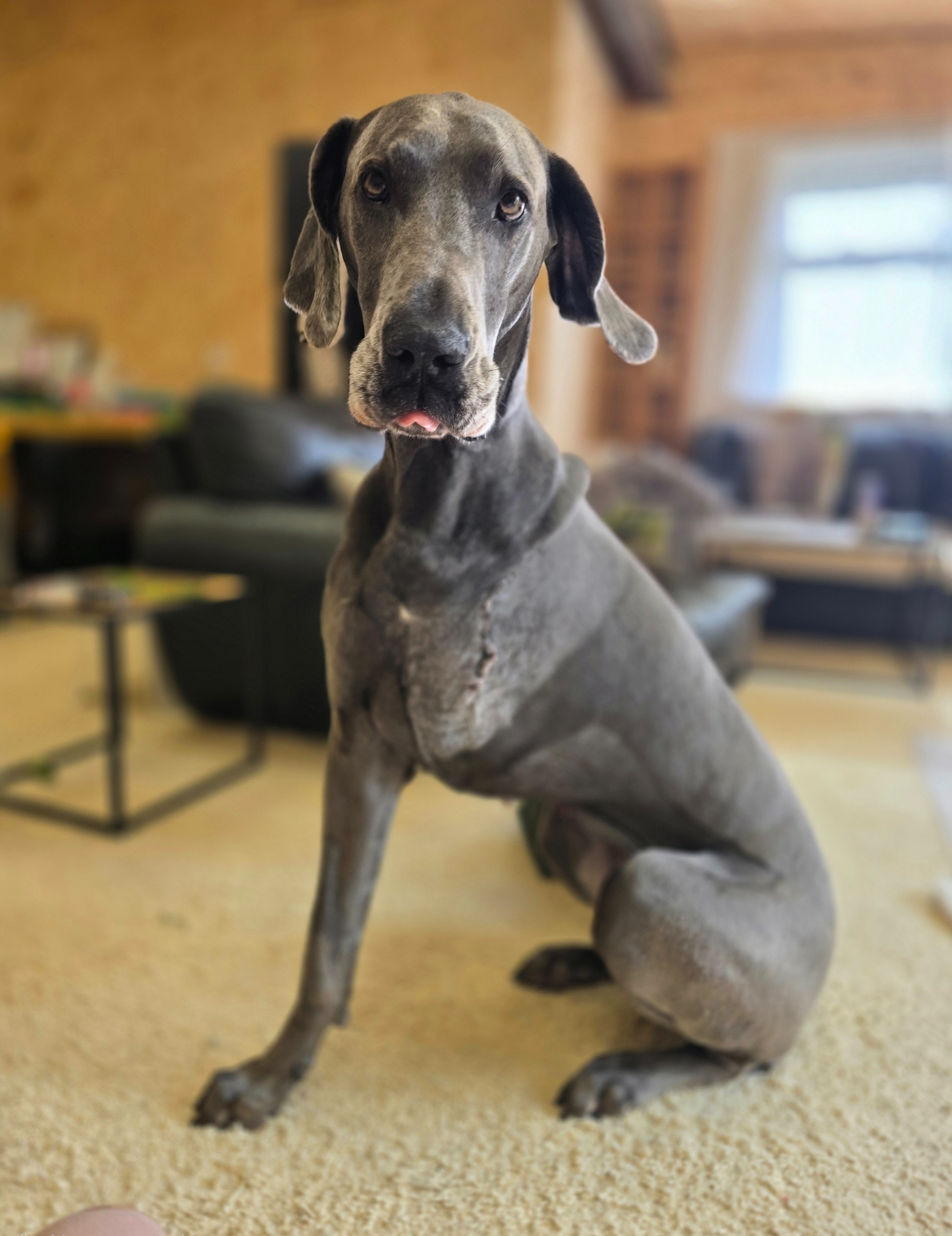 Lilly’s Fight: Help a One-of-a-Kind Great Dane Fight Cancer campaign photo, 6 of 8