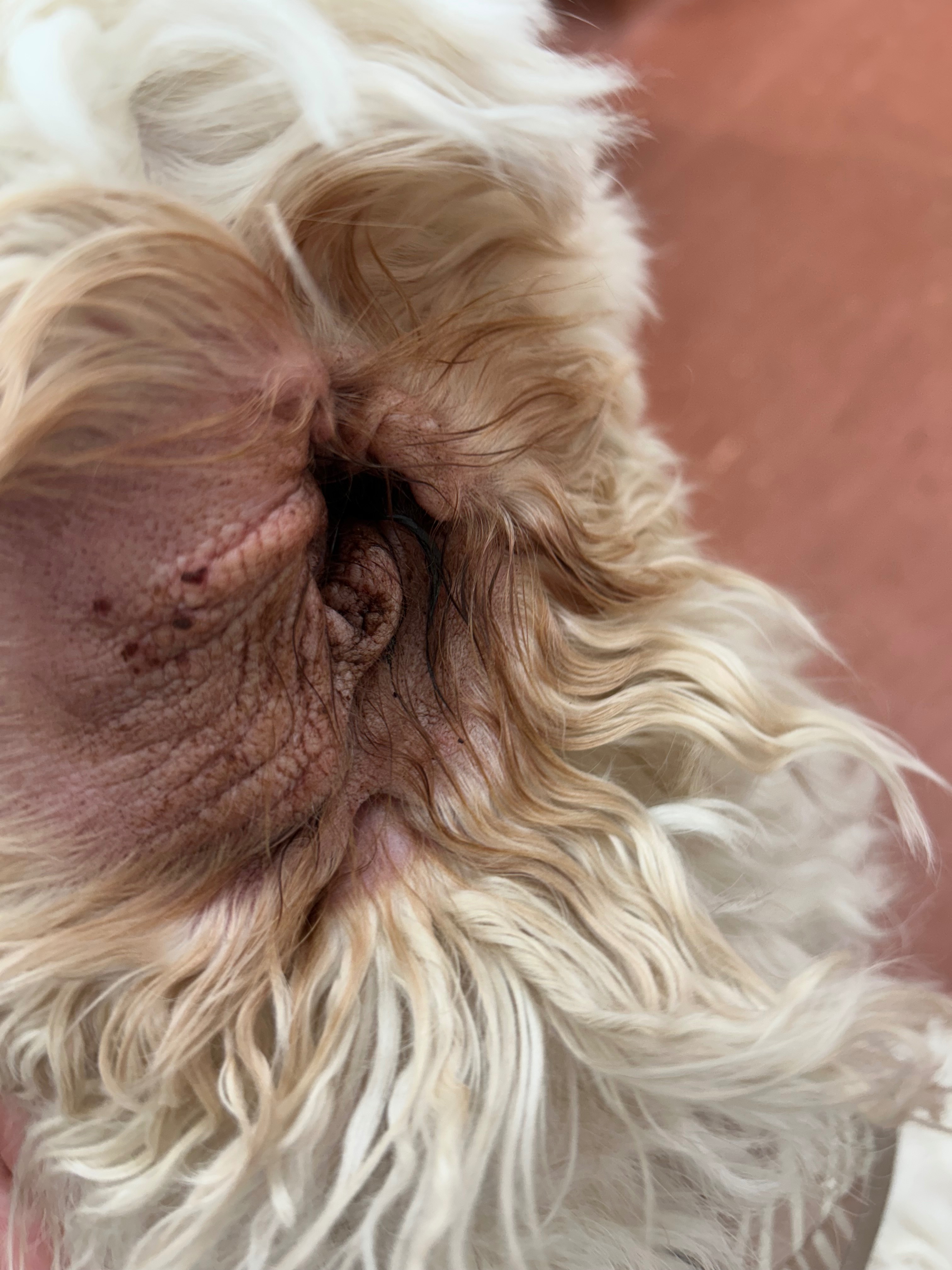 Sunny Nearly Lost Her Life — Help Us Fight for Her campaign photo, 7 of 8
