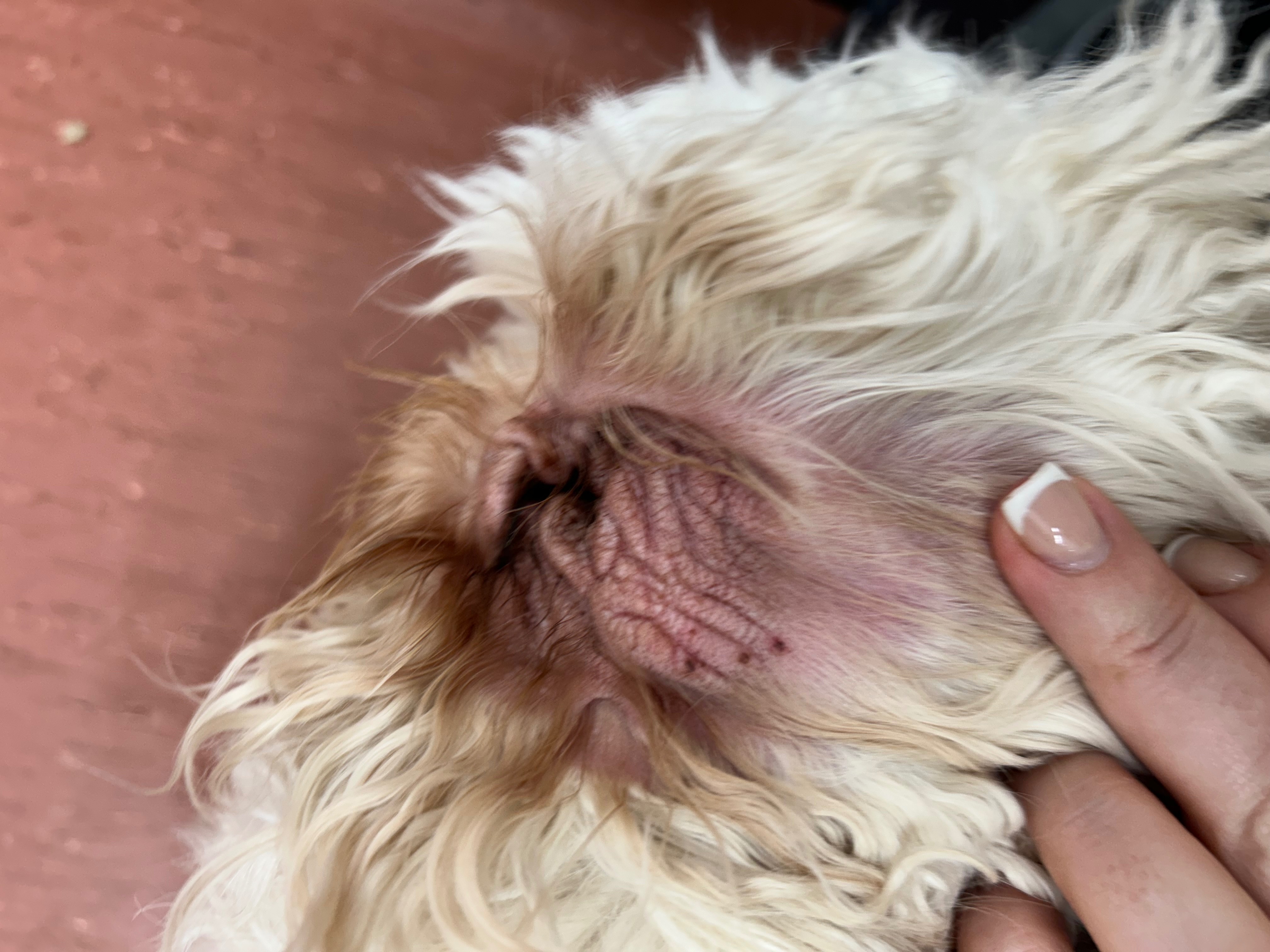 Sunny Nearly Lost Her Life — Help Us Fight for Her campaign photo, 2 of 8