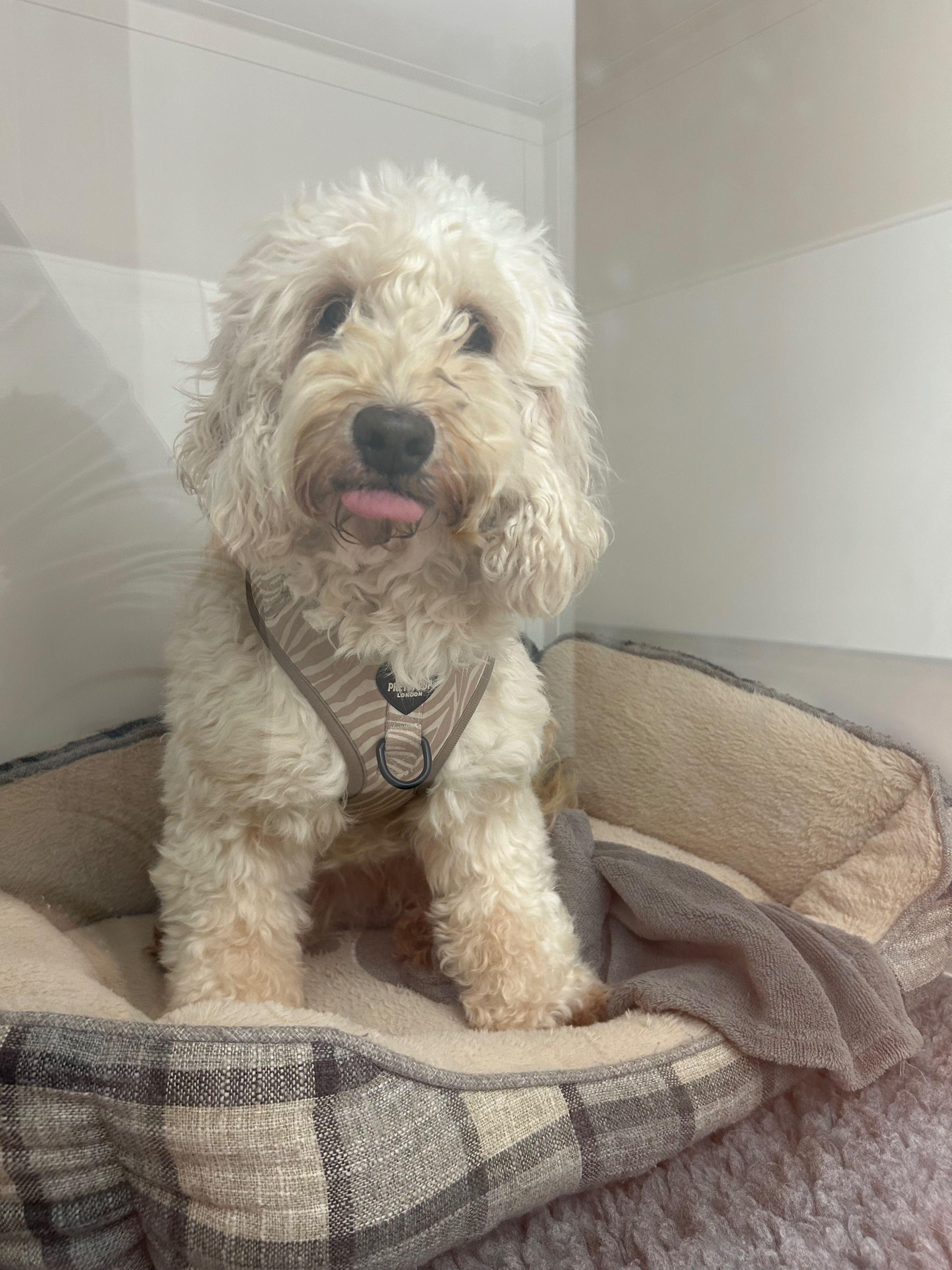 Sunny Nearly Lost Her Life — Help Us Fight for Her campaign photo, 4 of 8
