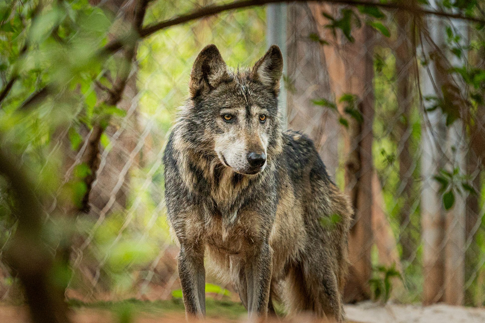 Que su aullido no deje de escucharse: Salvemos al lobo campaign photo, 2 of 6