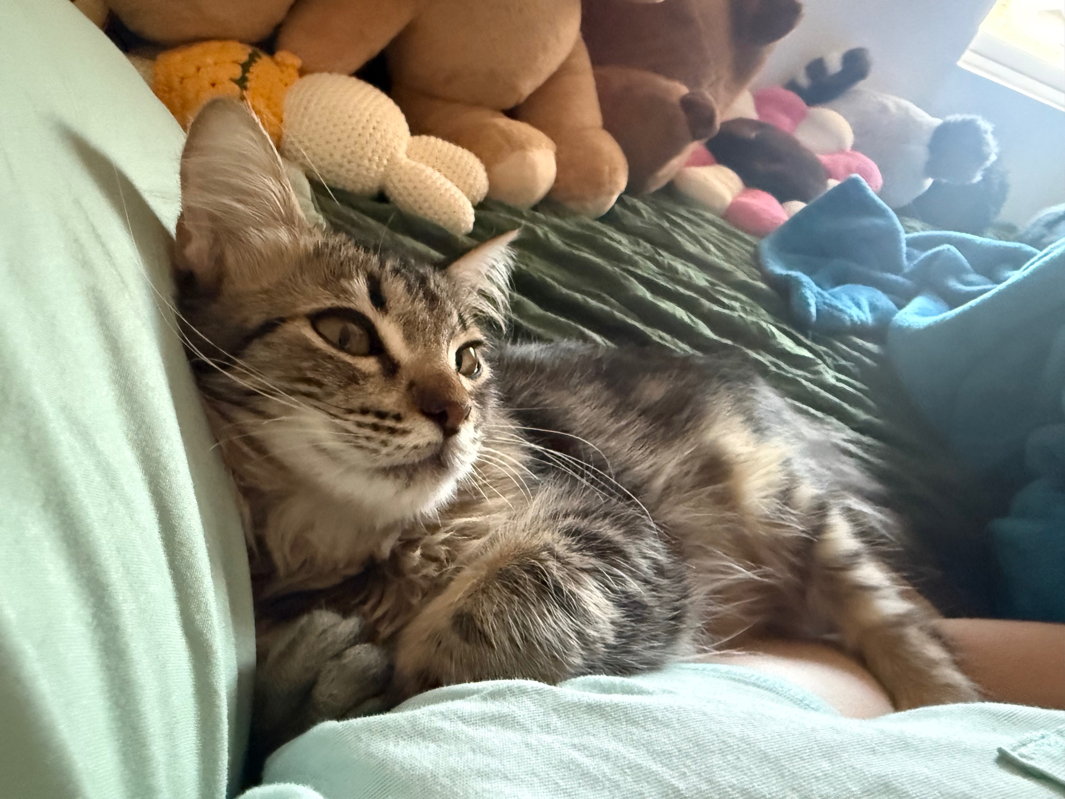 Help Finn Heal: Medical Care for a Rescue campaign photo, 6 of 7