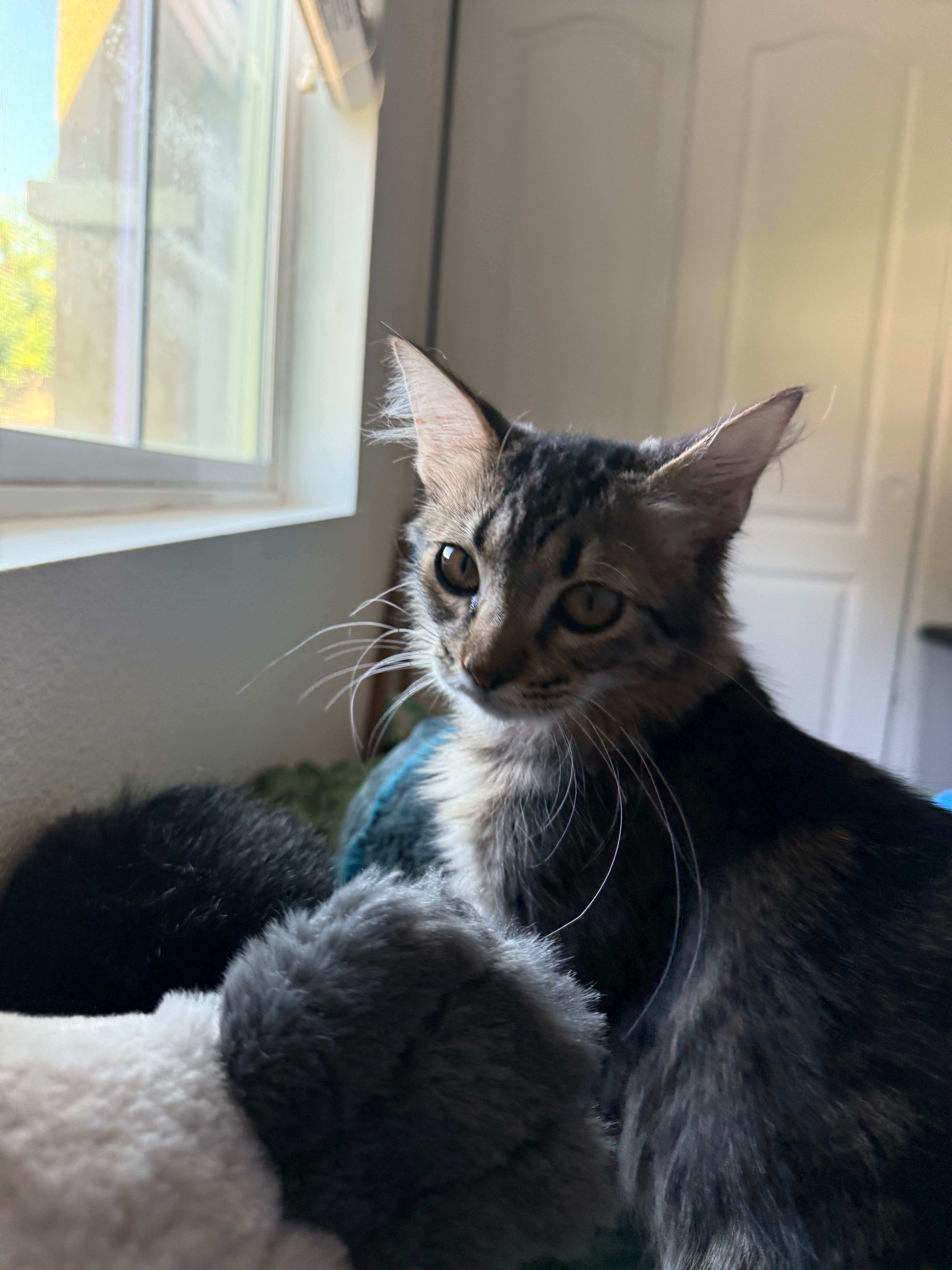 Help Finn Heal: Medical Care for a Rescue campaign photo, 2 of 7
