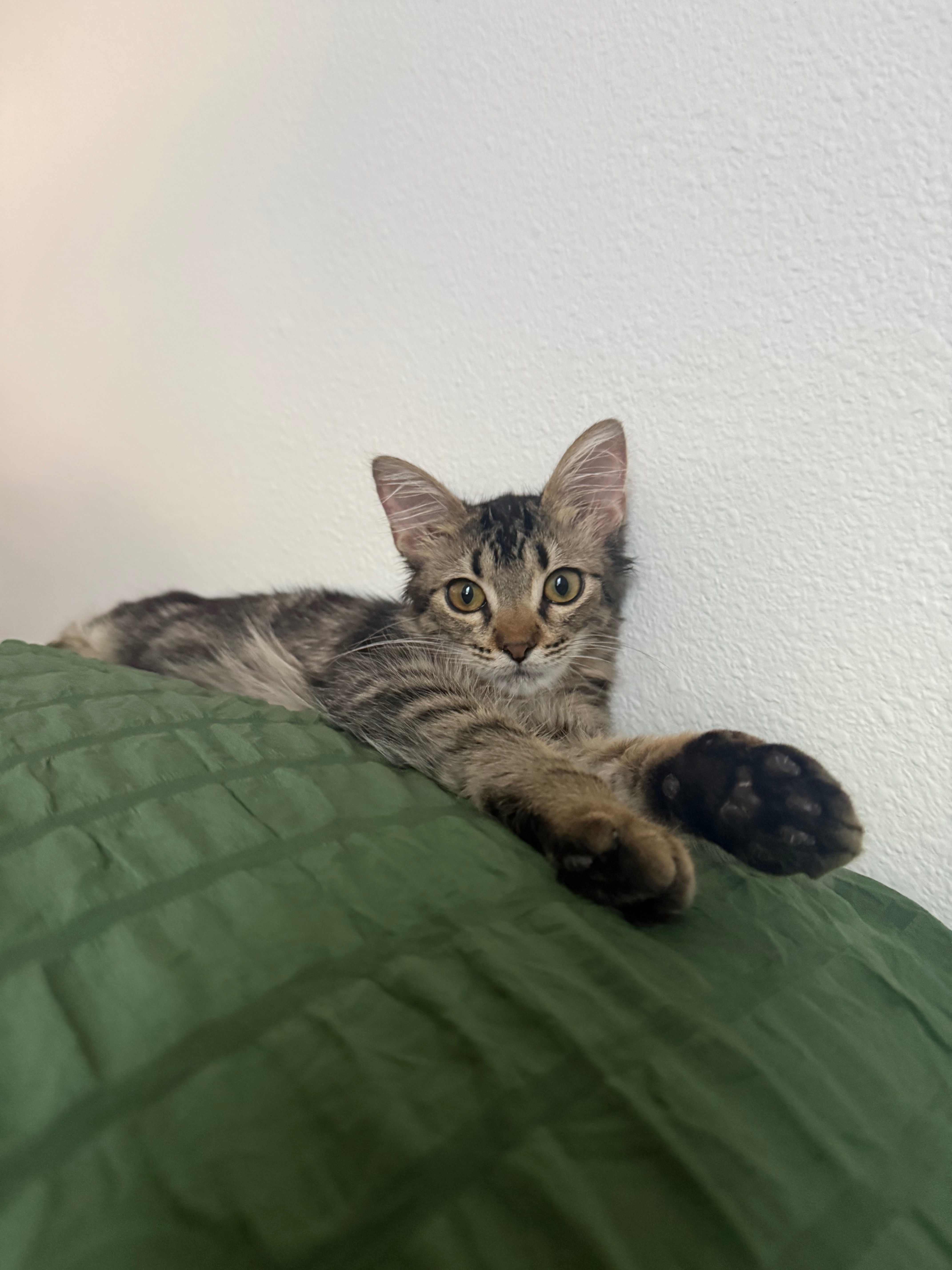 Help Finn Heal: Medical Care for a Rescue campaign photo, 4 of 7