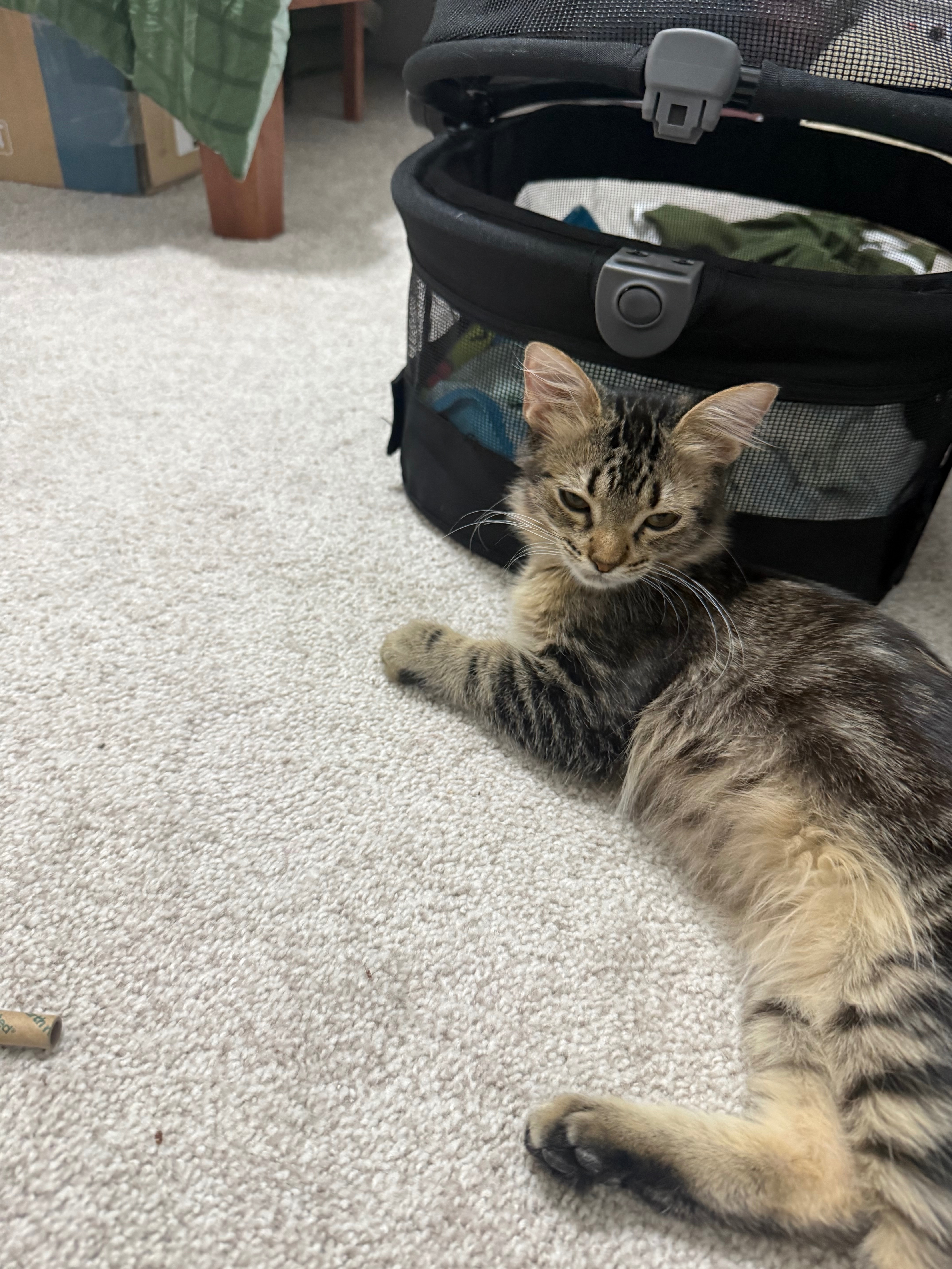 Help Finn Heal: Medical Care for a Rescue campaign photo, 5 of 7