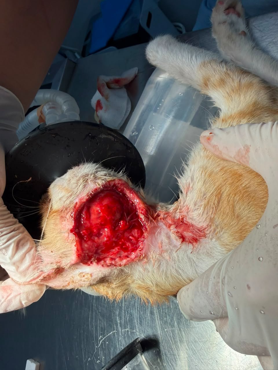 Teddy Survived - Please Help Us Pay His Growing Vet Bill campaign photo, 2 of 8