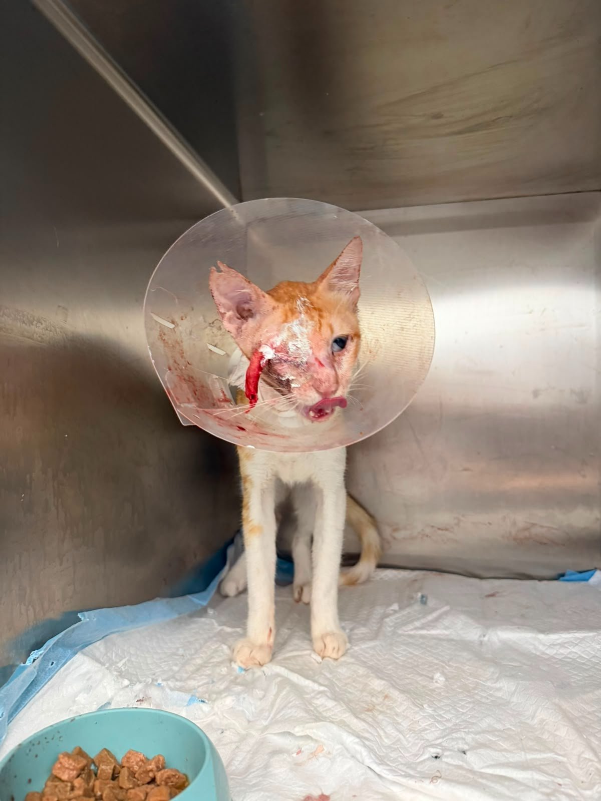 Teddy Survived - Please Help Us Pay His Growing Vet Bill campaign photo, 4 of 8