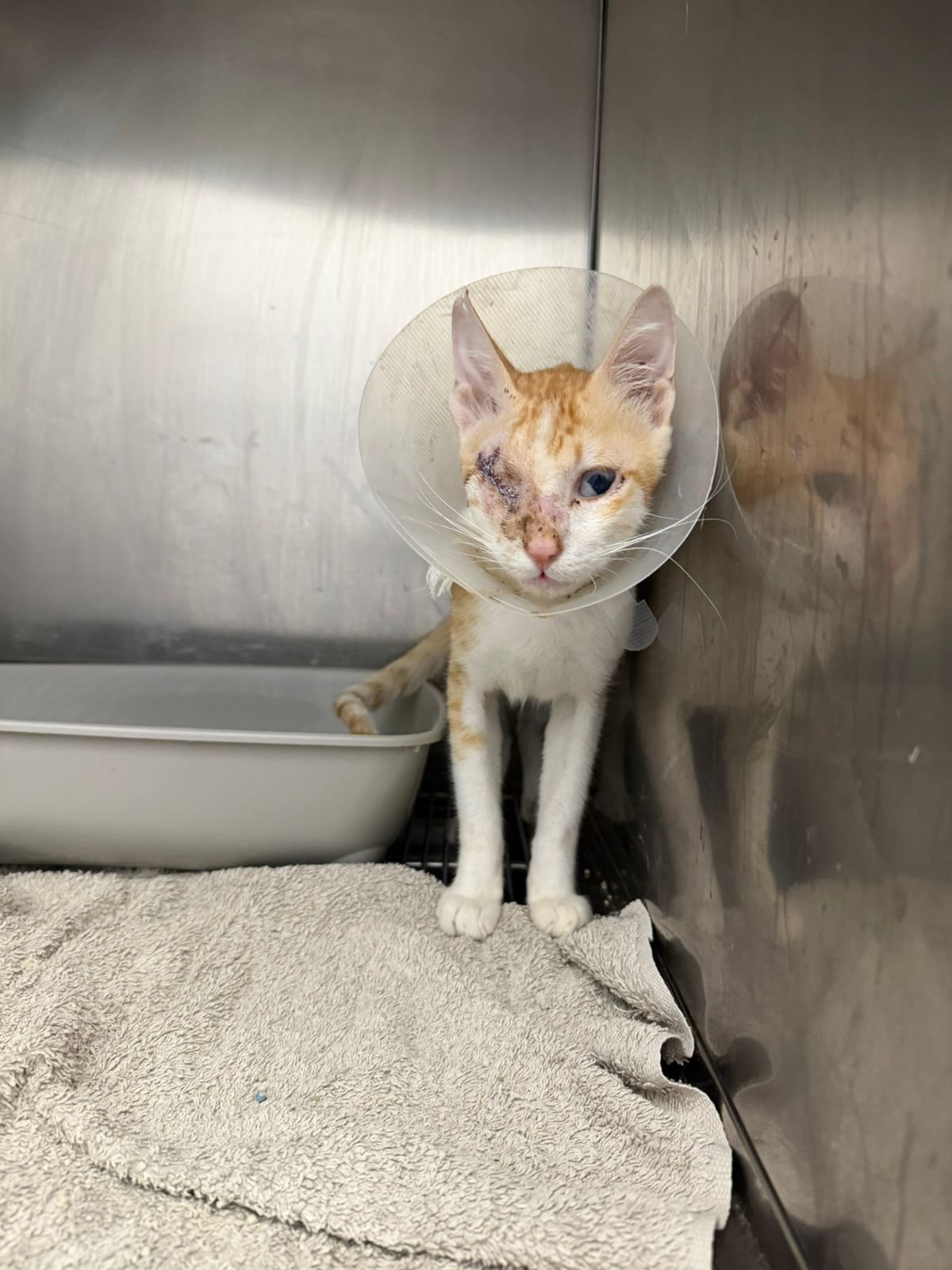 Teddy Survived - Please Help Us Pay His Growing Vet Bill campaign photo, 5 of 8