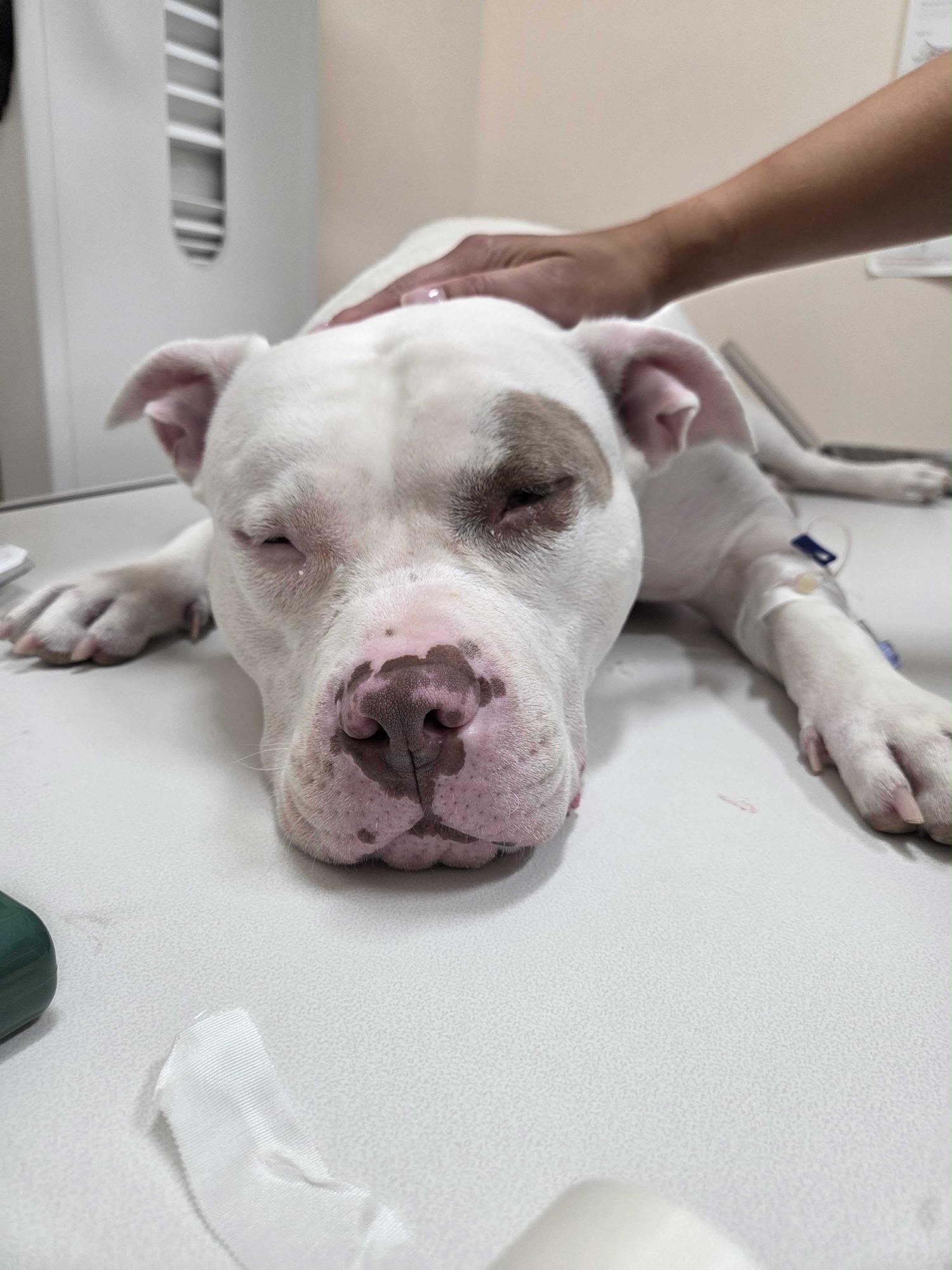 JASPER HAD TO BE HOSPITALIZED! campaign photo, 5 of 6