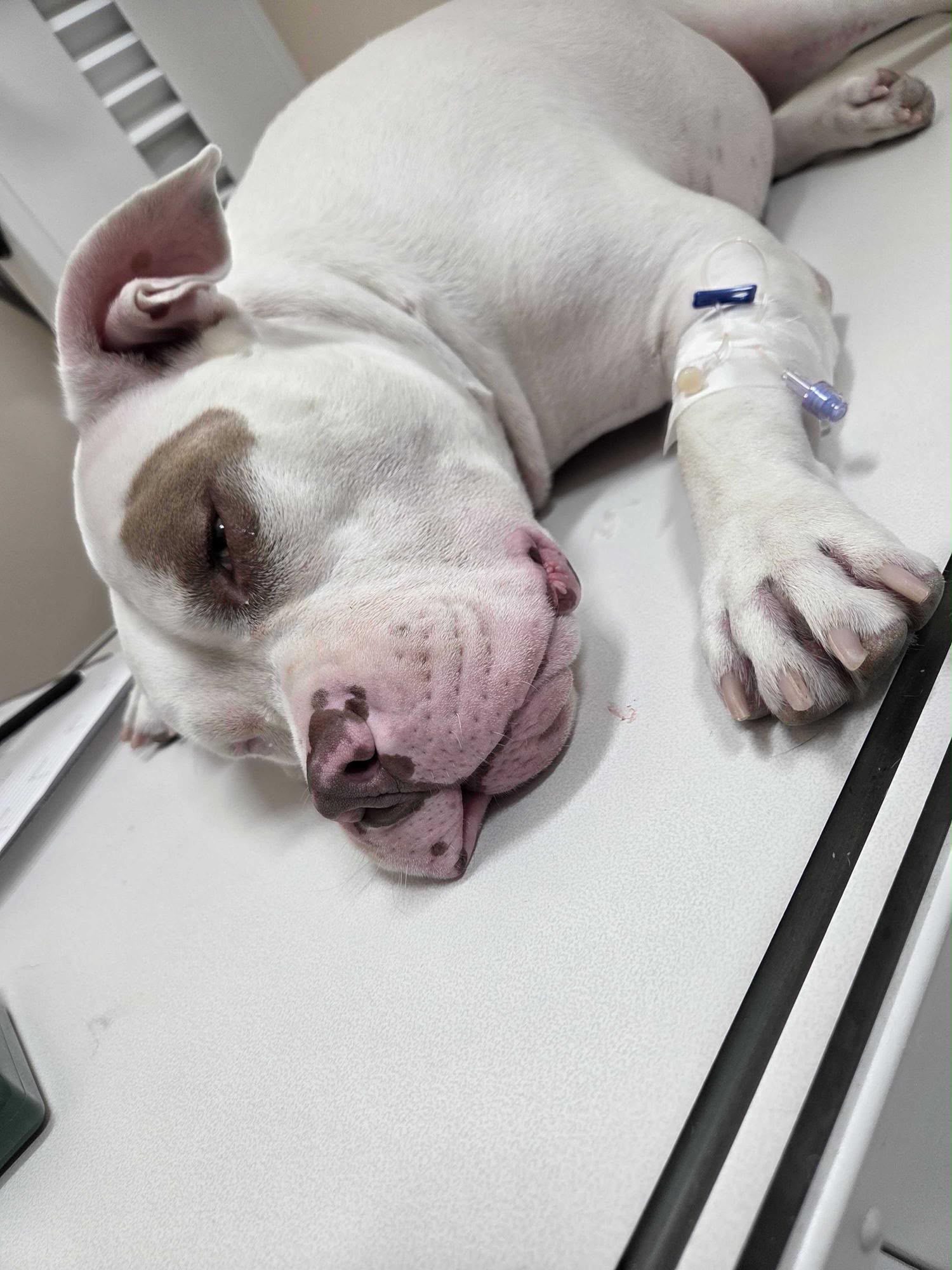 JASPER HAD TO BE HOSPITALIZED! campaign photo, 4 of 6