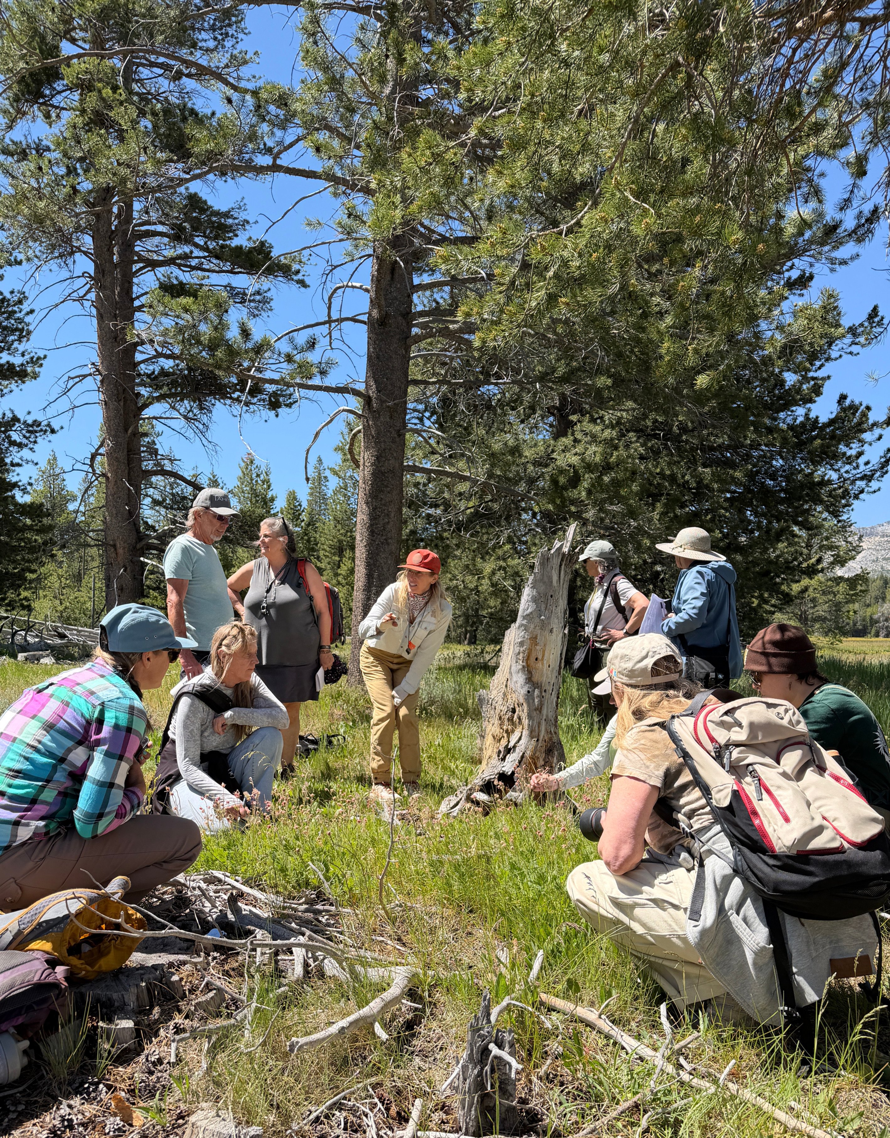 Help Publish Plants of the Tahoe Region 2nd edition campaign photo, 4 of 10