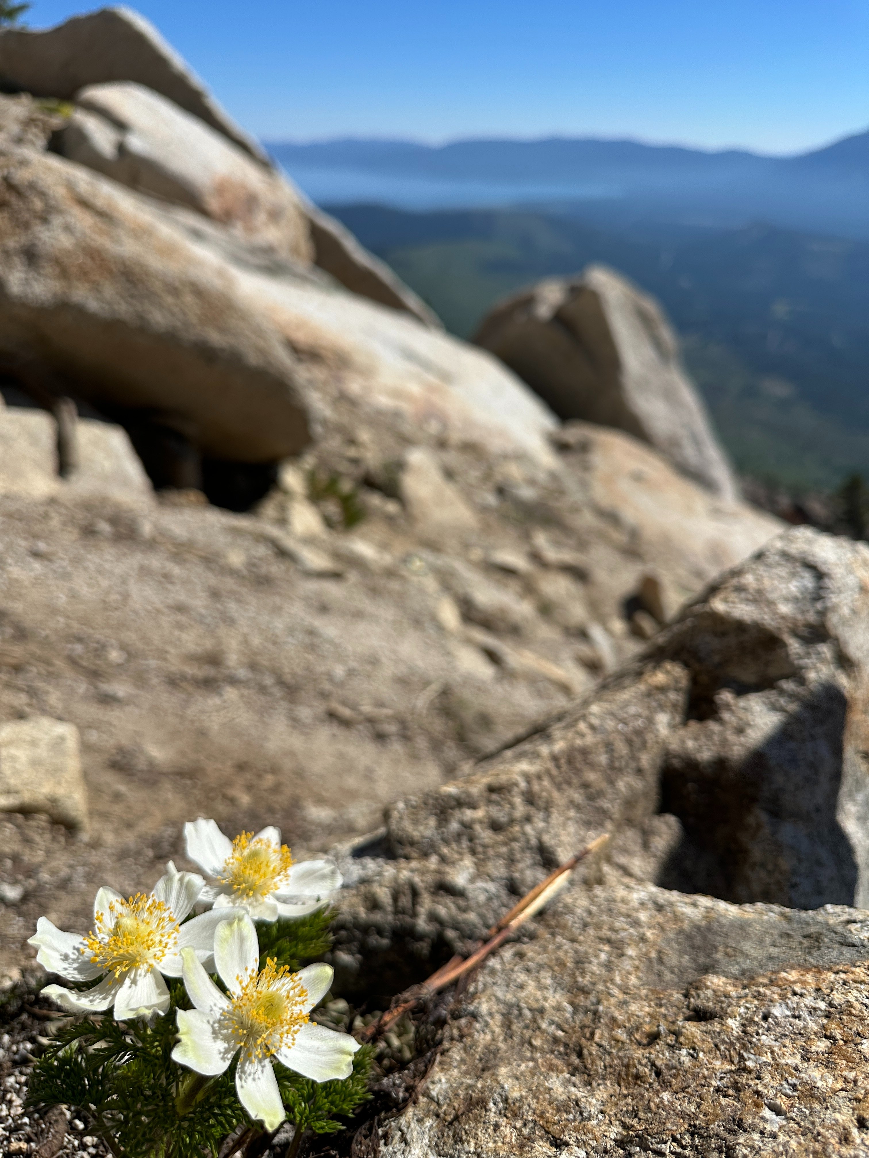 Help Publish Plants of the Tahoe Region 2nd edition campaign photo, 5 of 10