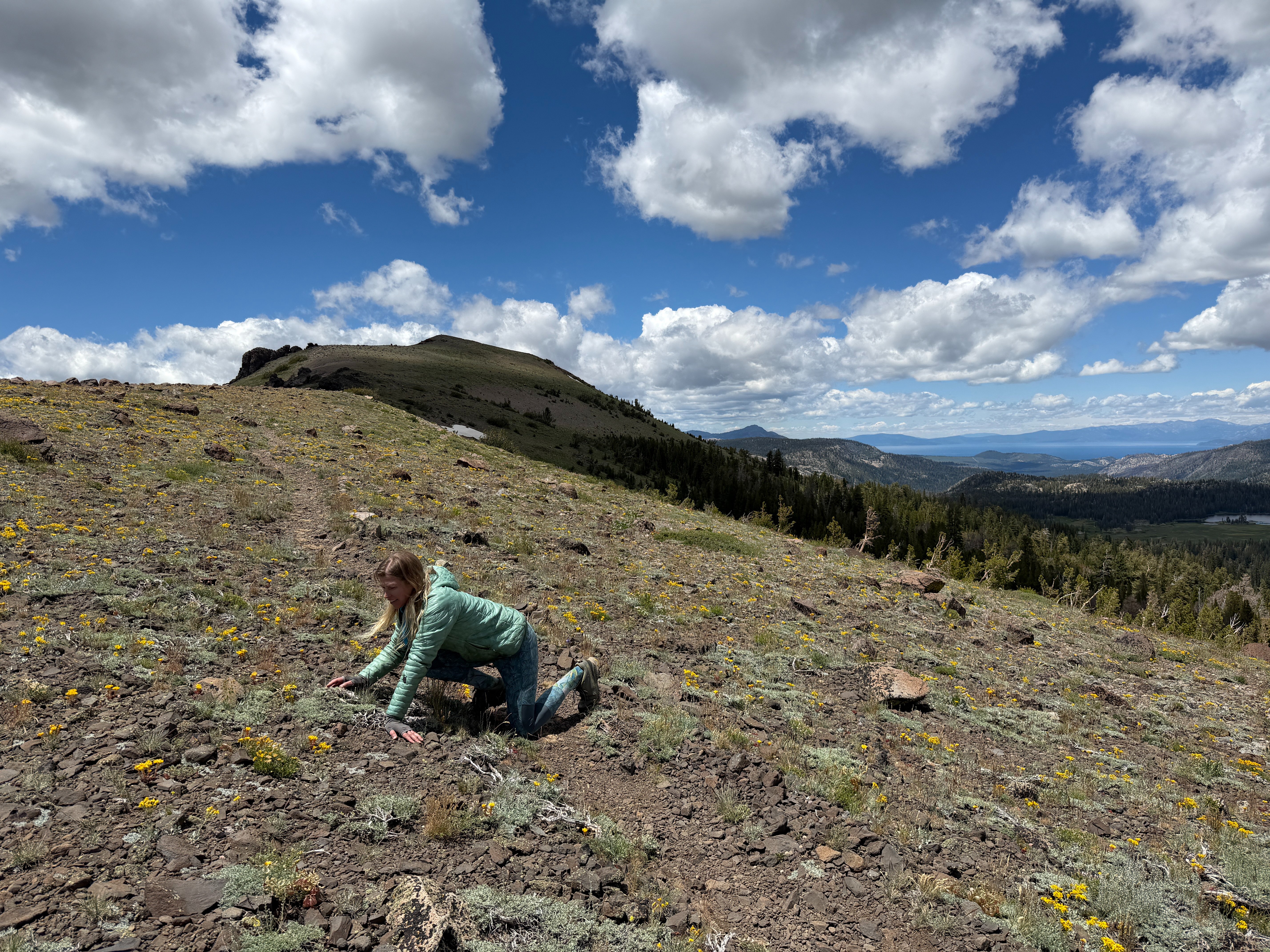 Help Publish Plants of the Tahoe Region 2nd edition campaign photo, 8 of 10