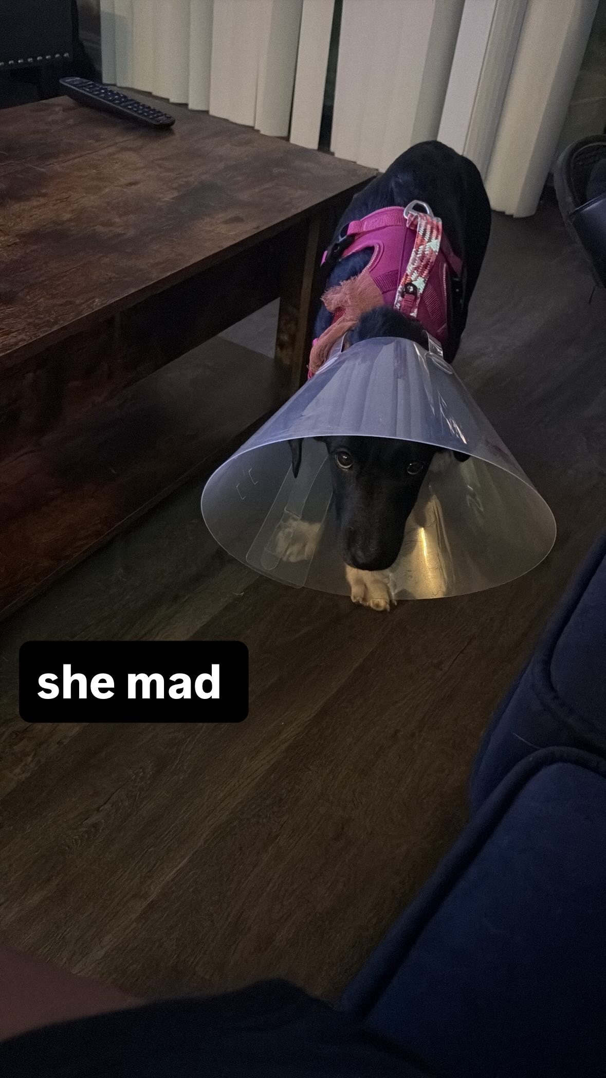 Help Lola Recover from Her Injuries campaign photo, 2 of 4