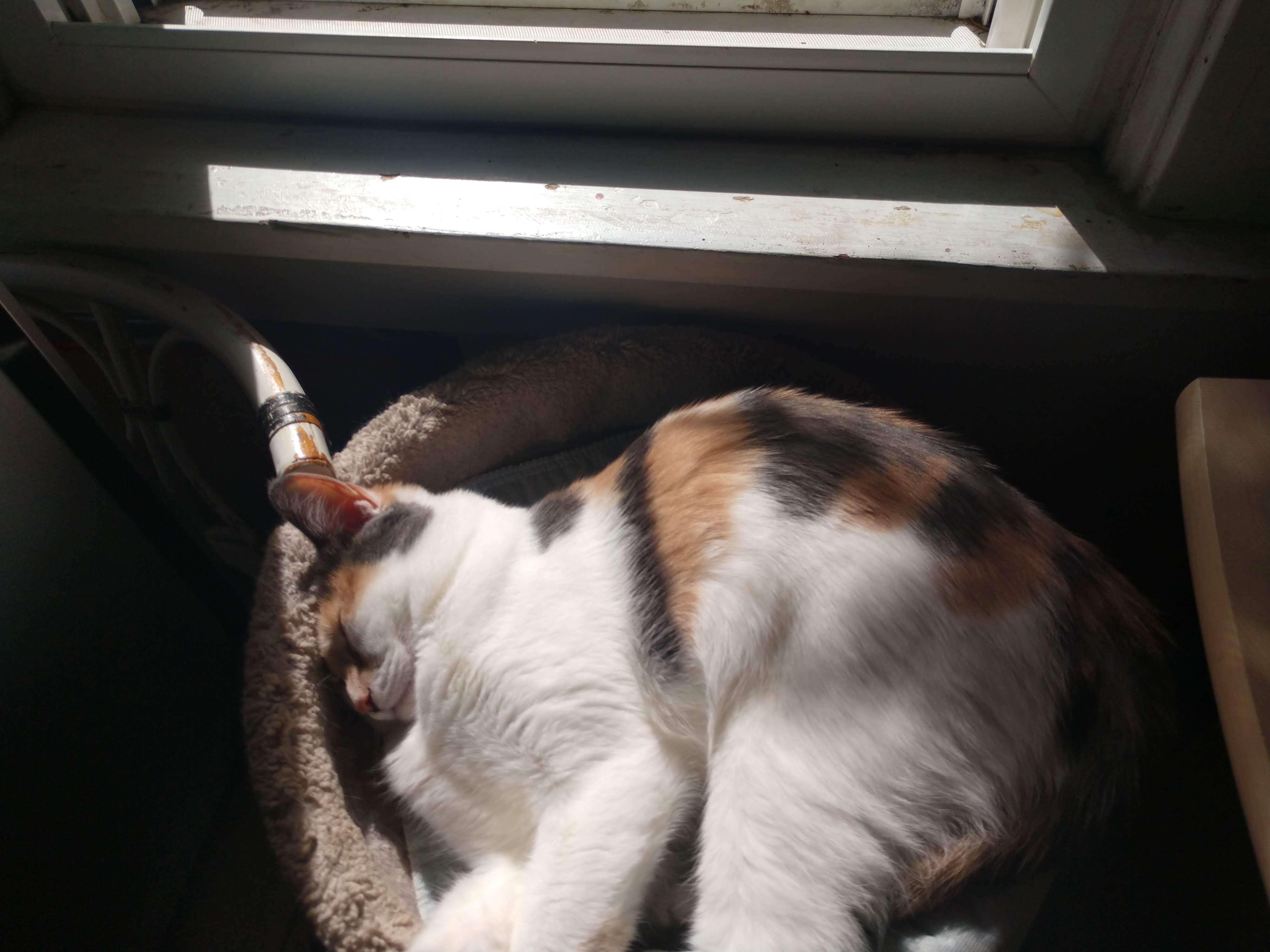 Clover's Vet Care and Surgery Fund campaign photo, 7 of 8