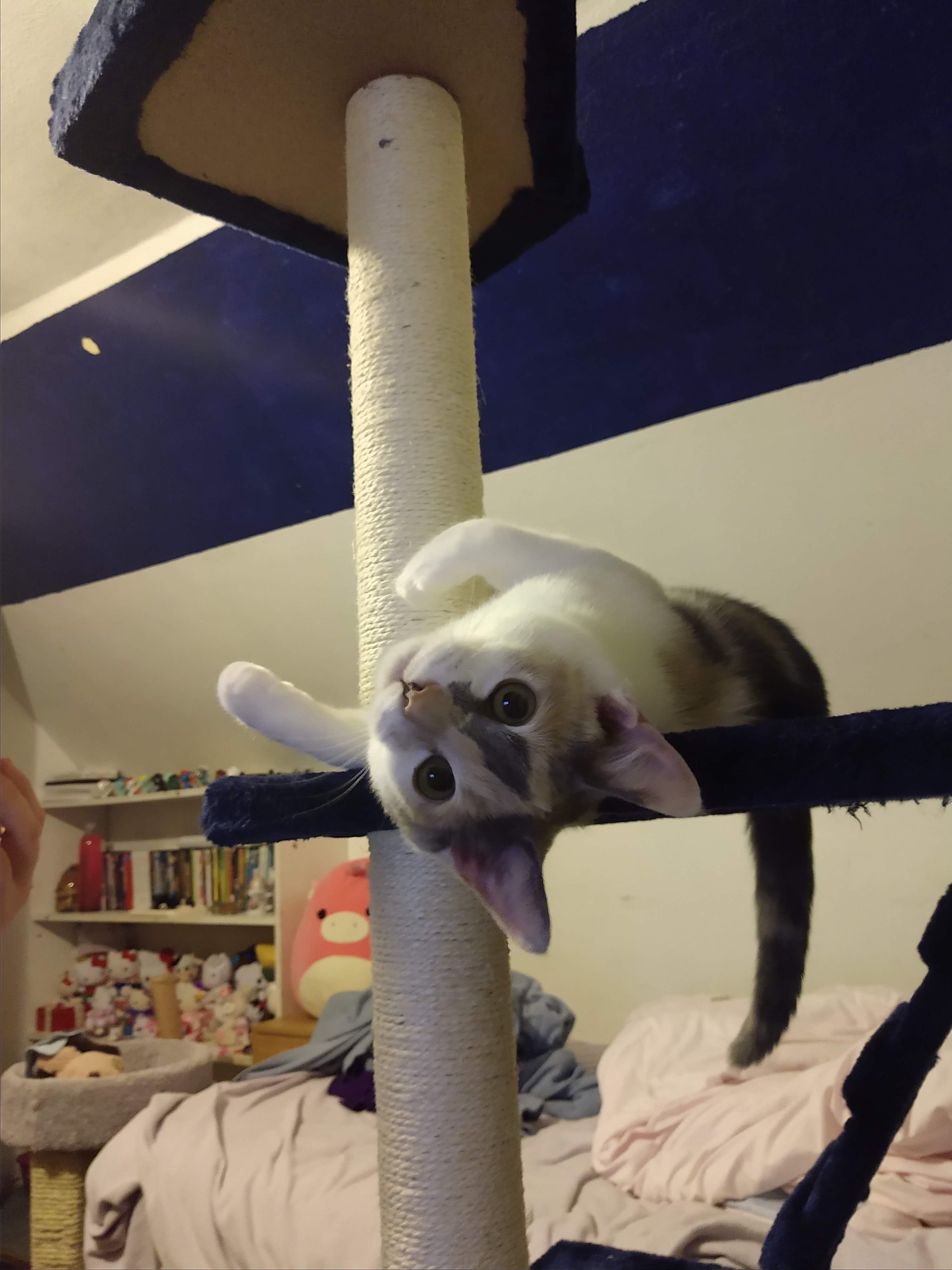 Clover's Vet Care and Surgery Fund campaign photo, 2 of 8