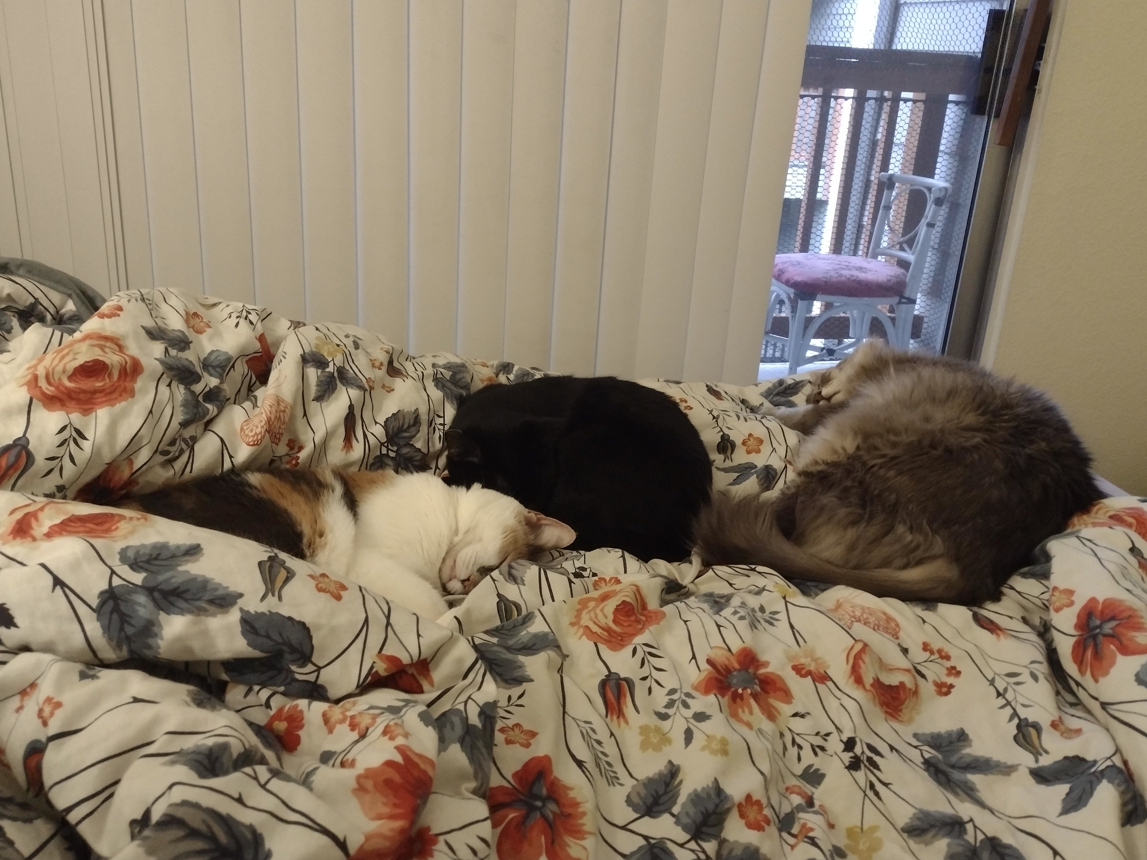 Clover's Vet Care and Surgery Fund campaign photo, 4 of 8