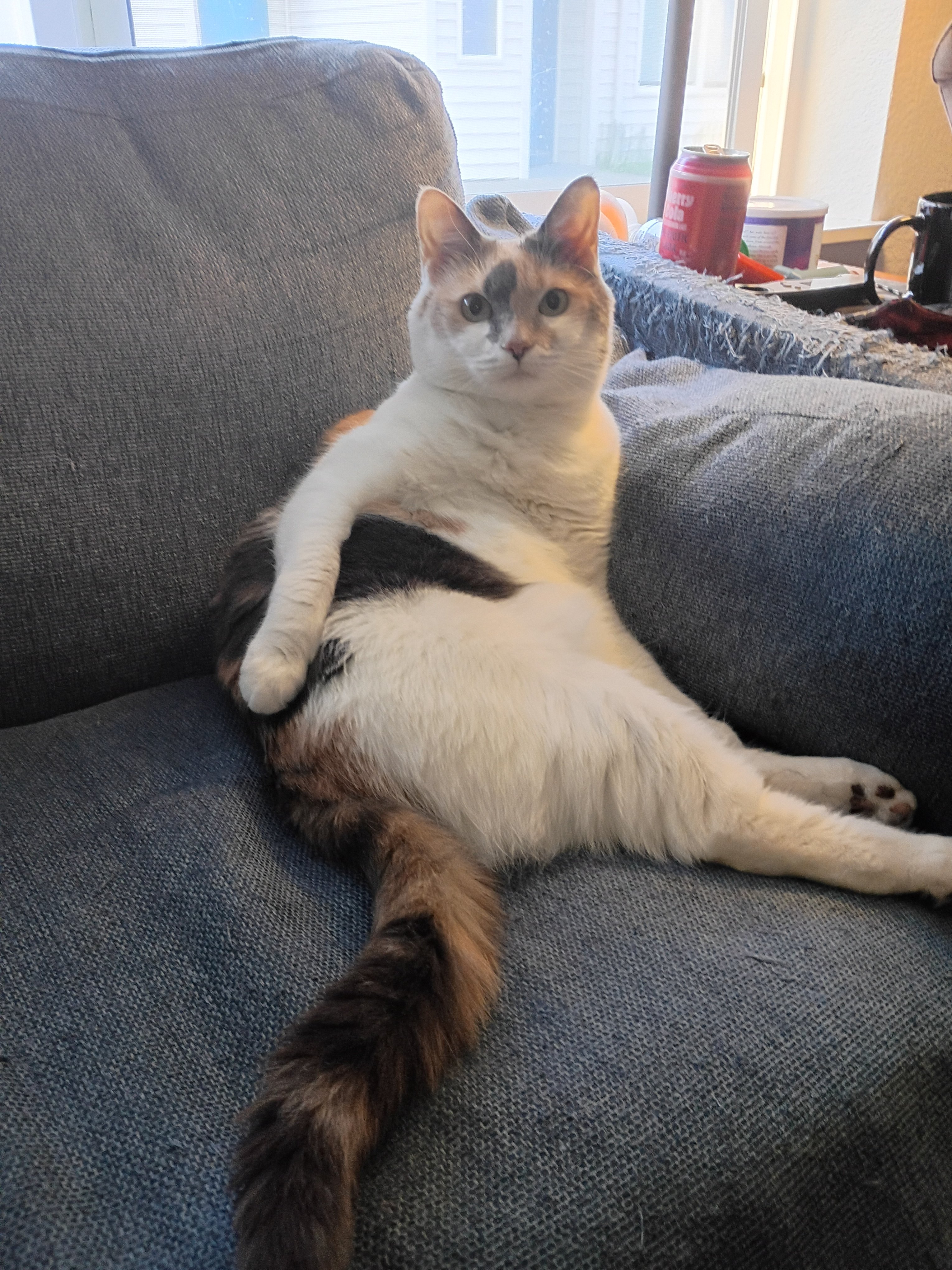 Clover's Vet Care and Surgery Fund campaign photo, 5 of 8