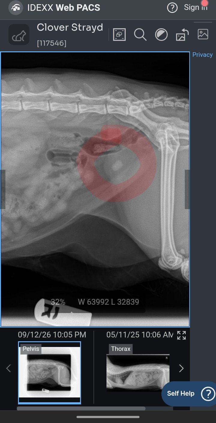 Clover's Vet Care and Surgery Fund campaign photo, 6 of 8