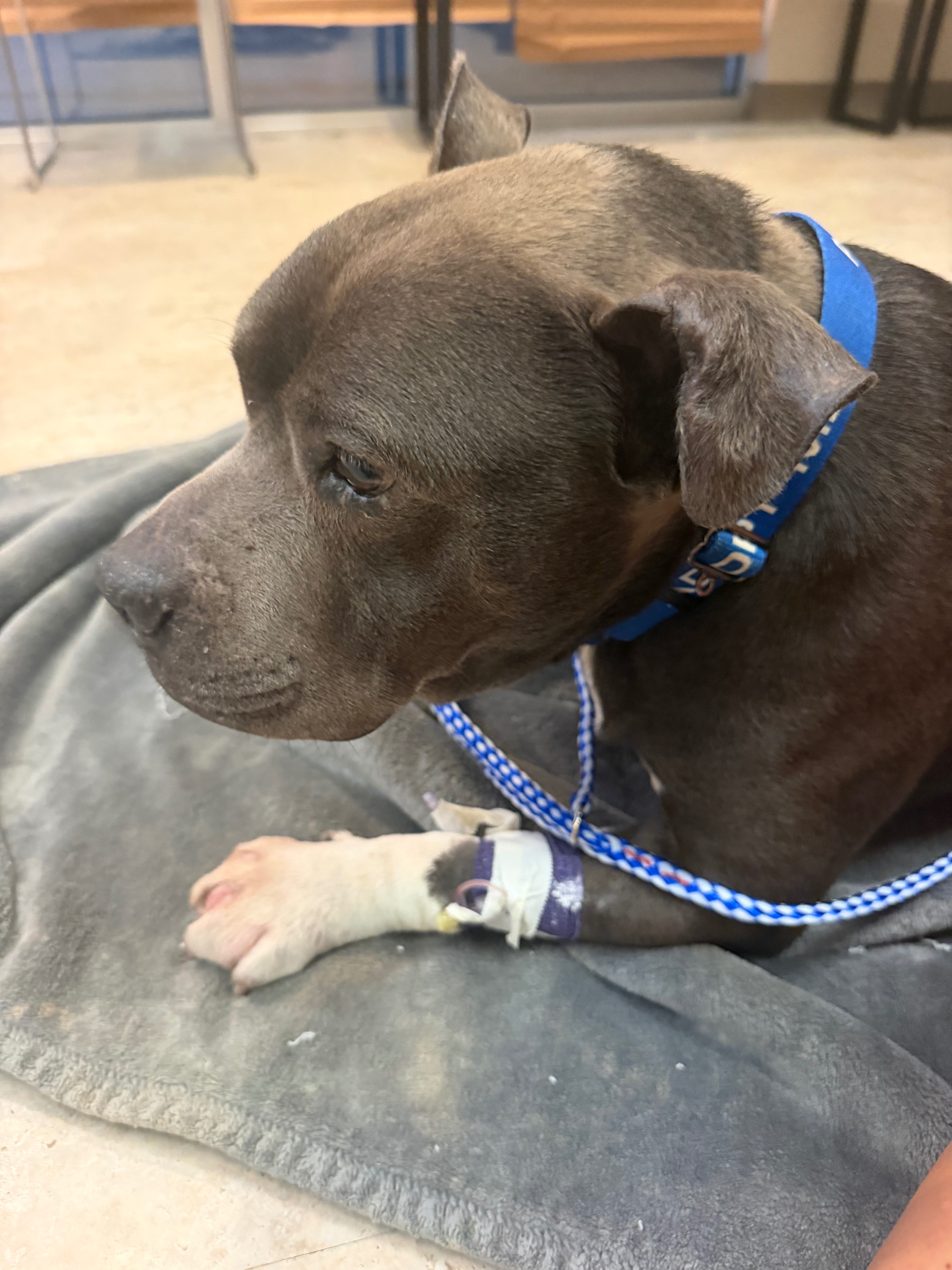 Help Little Bear Pay for Hospitalization and Vet Care campaign photo, 2 of 10