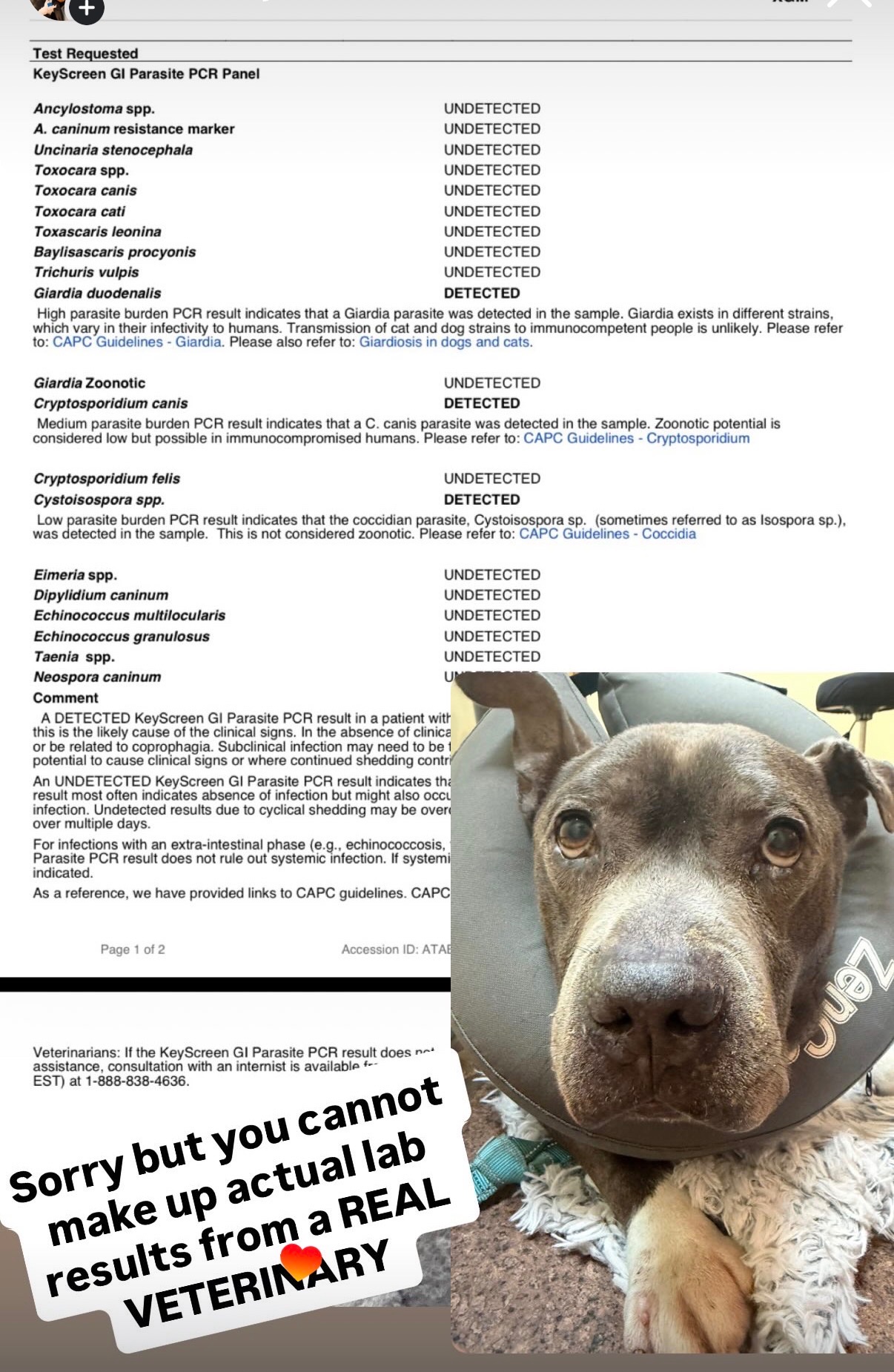 Help Little Bear Pay for Hospitalization and Vet Care campaign photo, 5 of 10