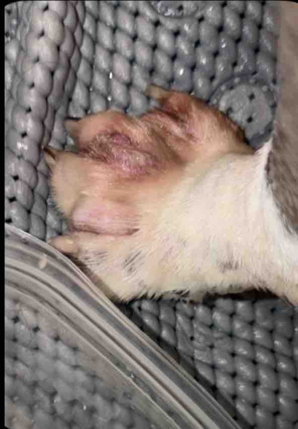 Help Little Bear Pay for Hospitalization and Vet Care campaign photo, 6 of 10