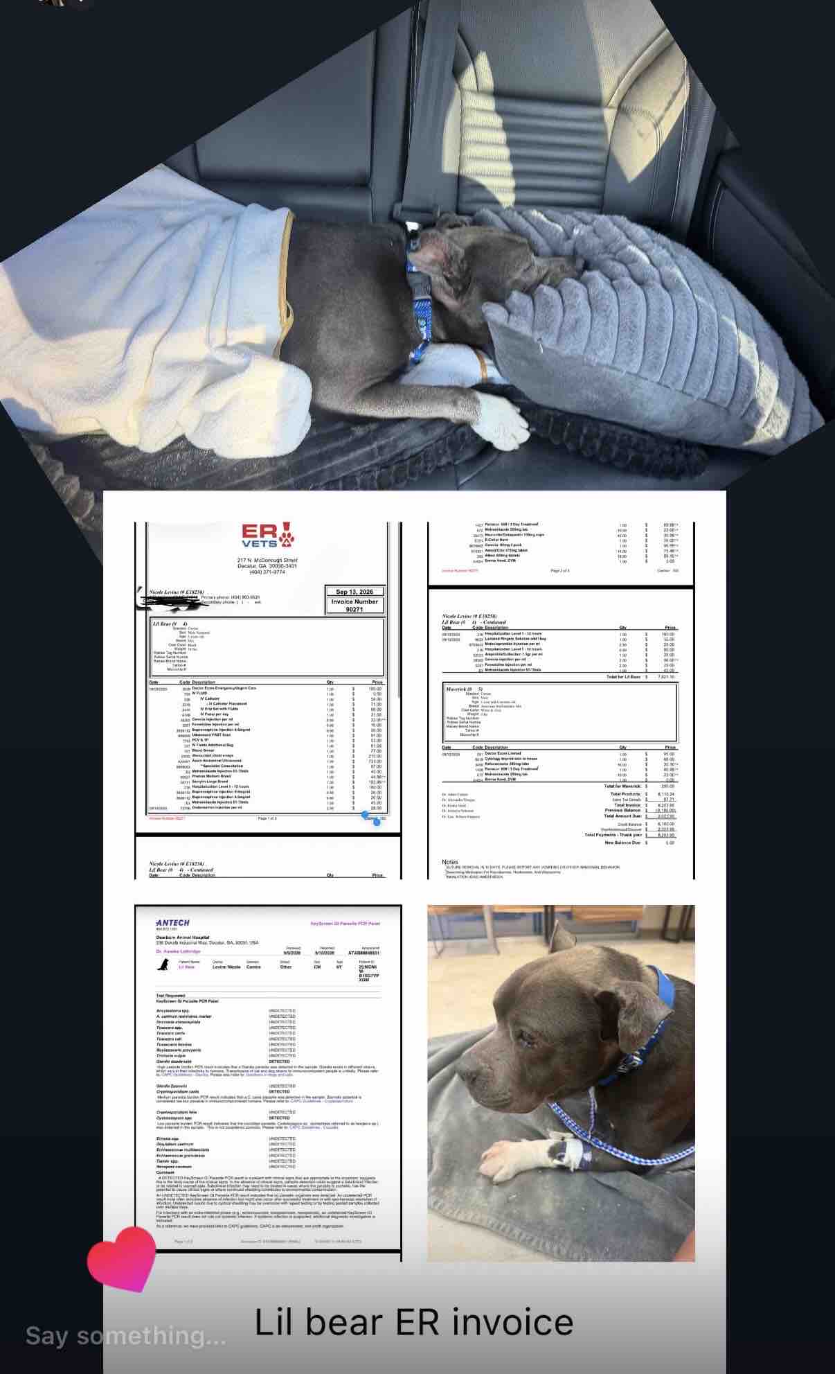 Help Little Bear Pay for Hospitalization and Vet Care campaign photo, 7 of 10