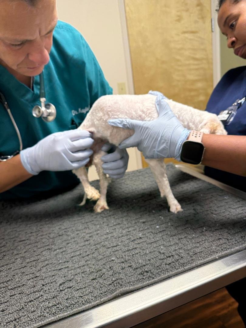Lucy Rose urgently needs surgery, please help campaign photo, 6 of 7