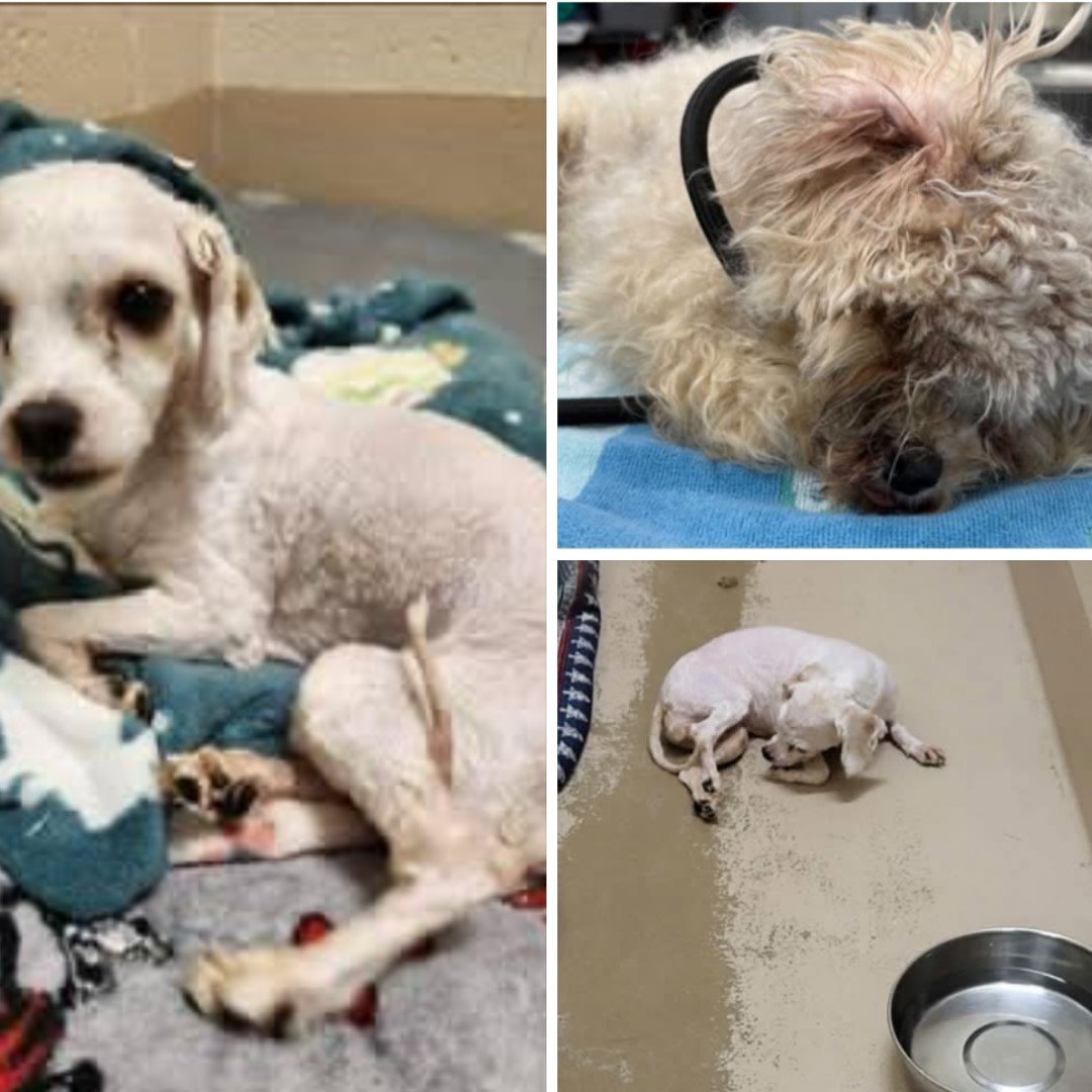 Lucy Rose urgently needs surgery, please help campaign photo, 2 of 7