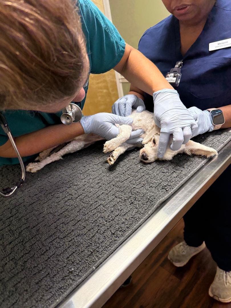 Lucy Rose urgently needs surgery, please help campaign photo, 4 of 7