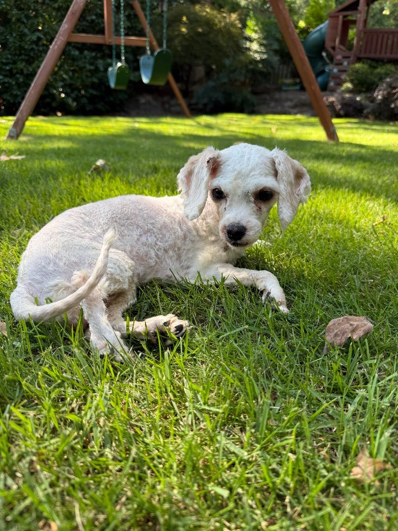 Lucy Rose urgently needs surgery, please help campaign photo, 5 of 7